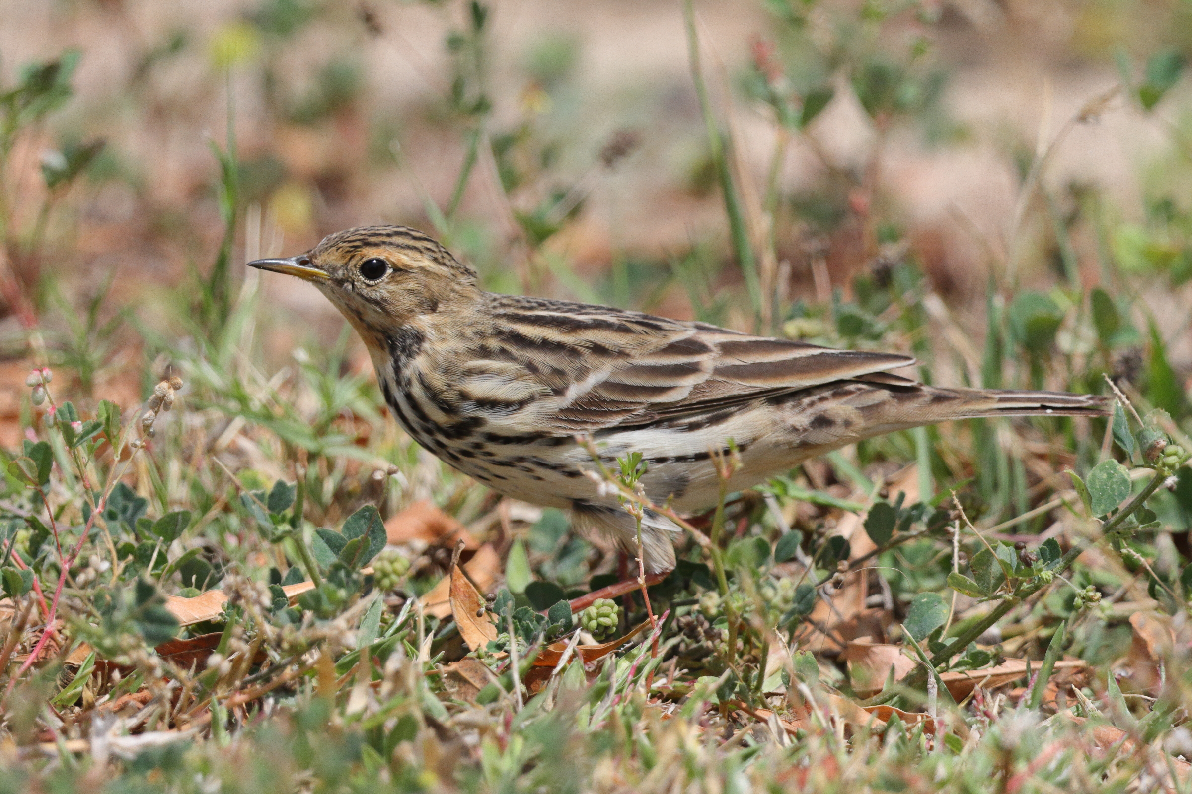 Red-throated Pipit. Qatar, 11 April 2013 © Neil G. Morris.