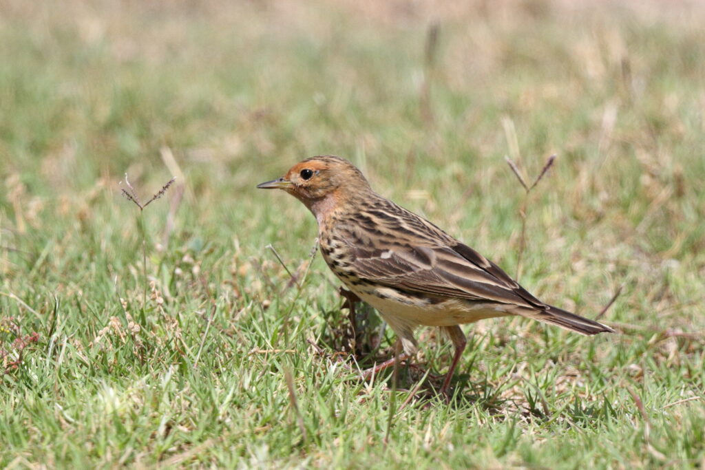 Red-throated Pipit. Qatar, 11 April 2013 © Neil G. Morris.