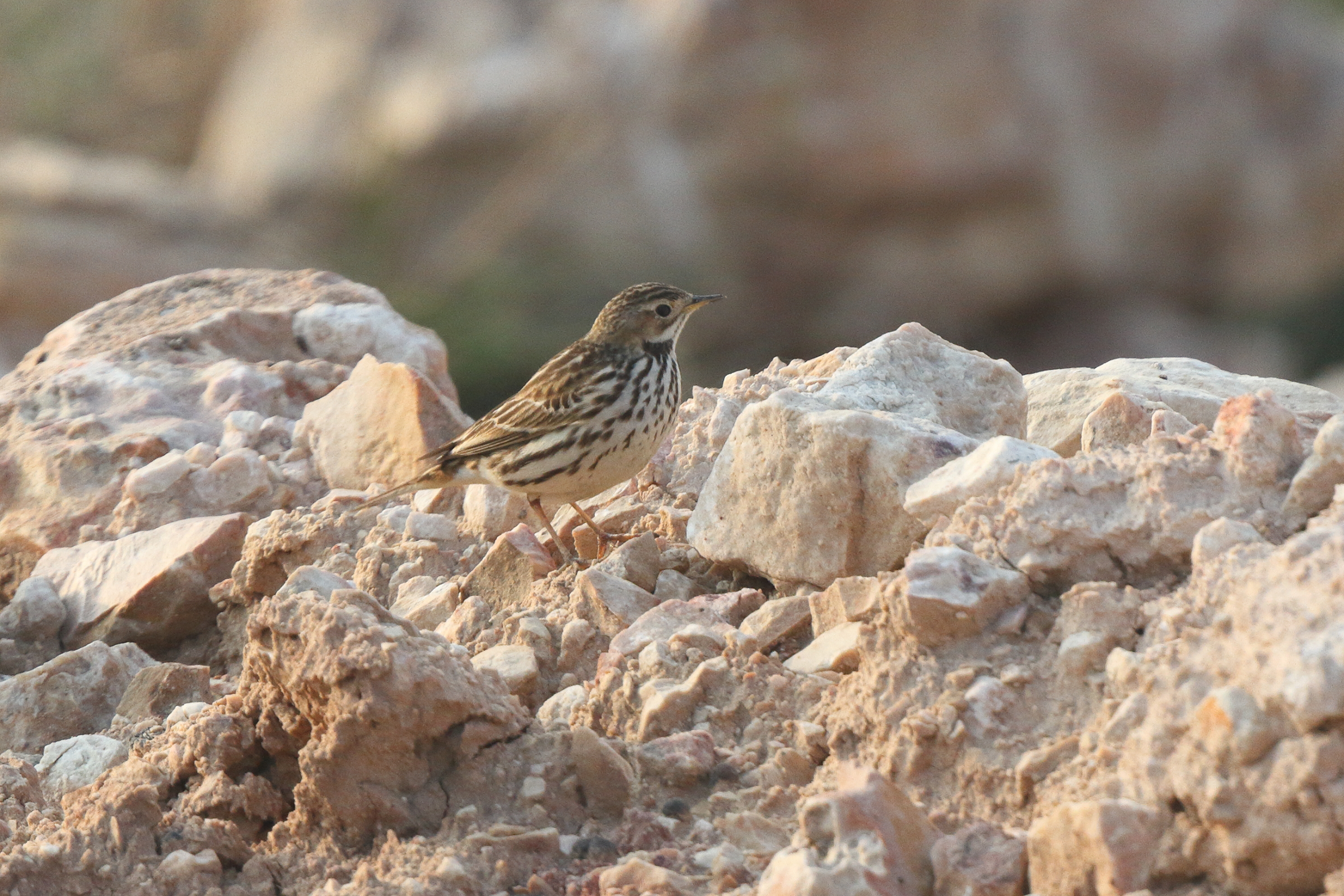 Red-throated Pipit. Qatar, 20 January 2014 © Neil G. Morris.
