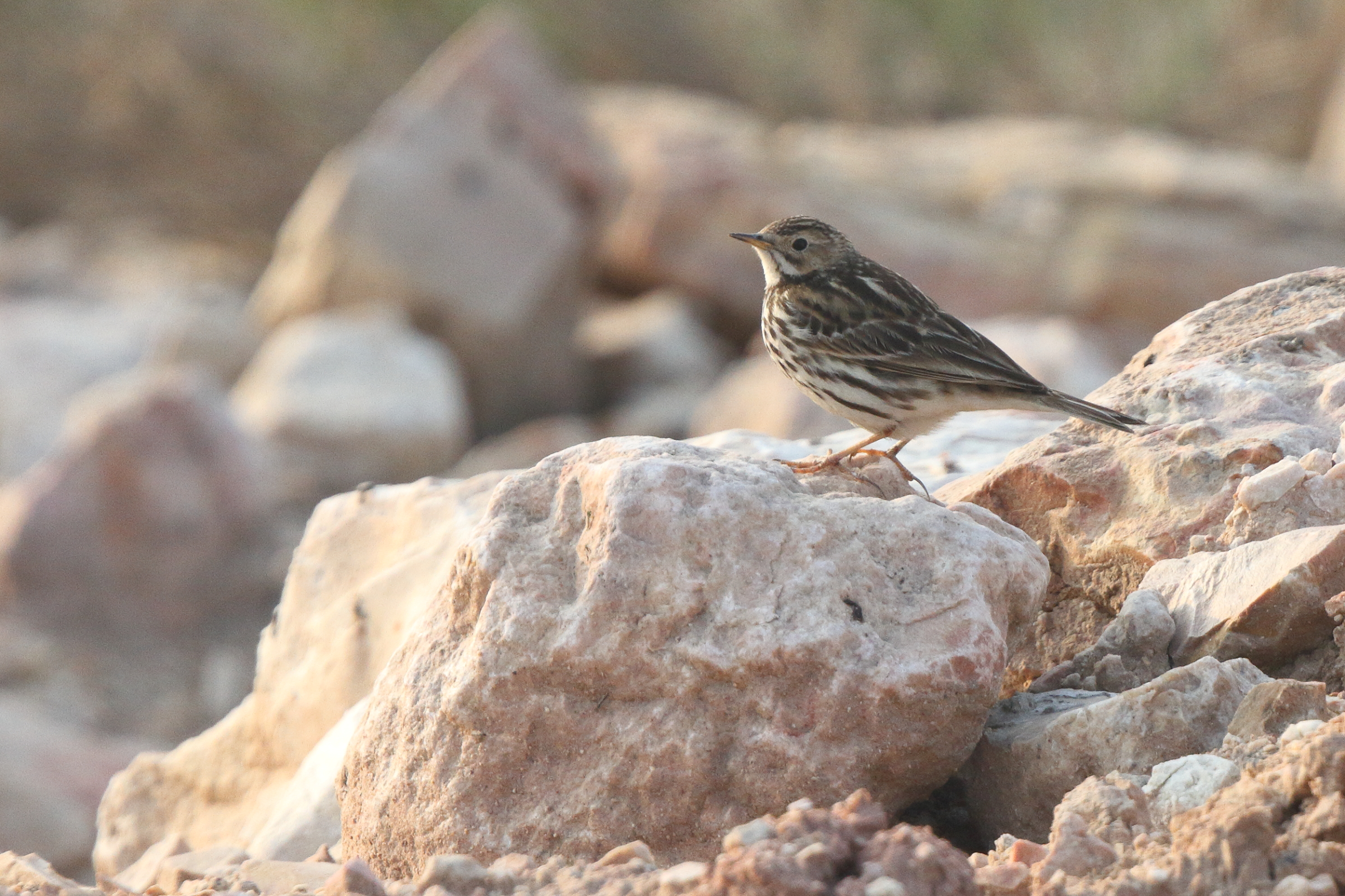 Red-throated Pipit. Qatar, 20 January 2014 © Neil G. Morris.