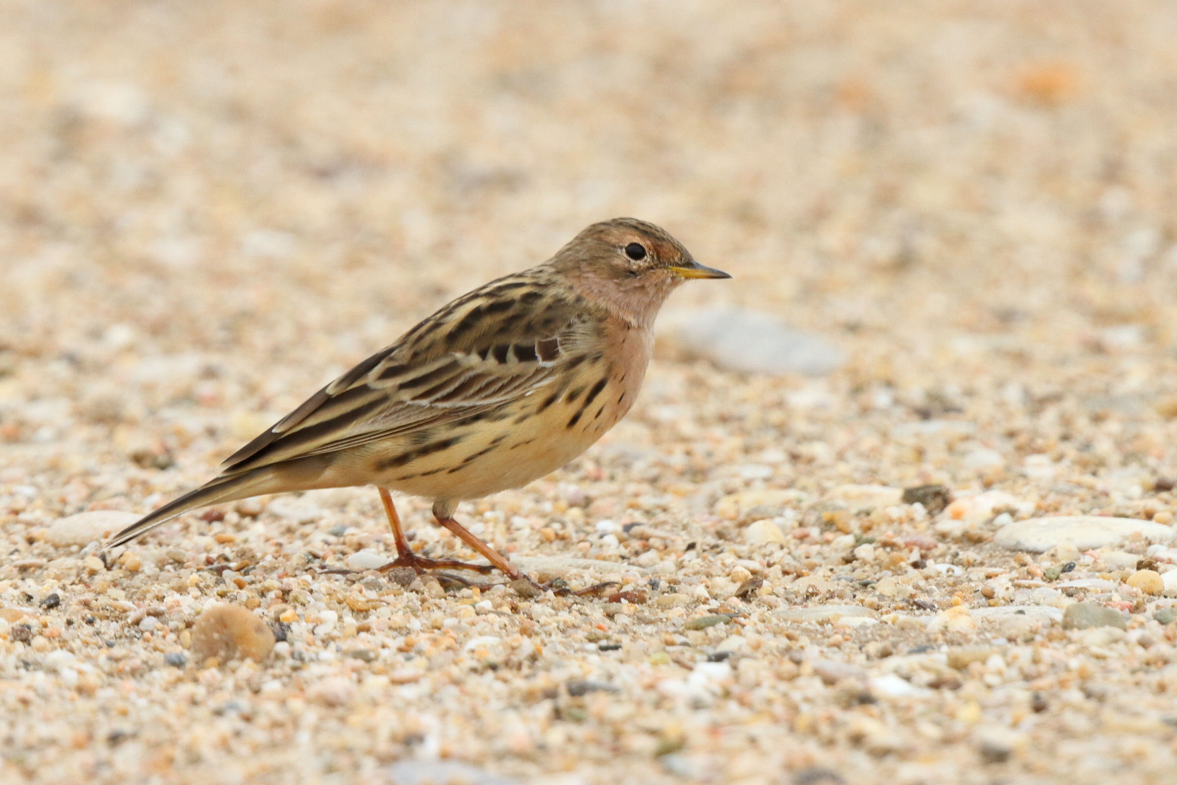 Red-throated Pipit. Qatar, 26 March 2014 © Neil G. Morris.
