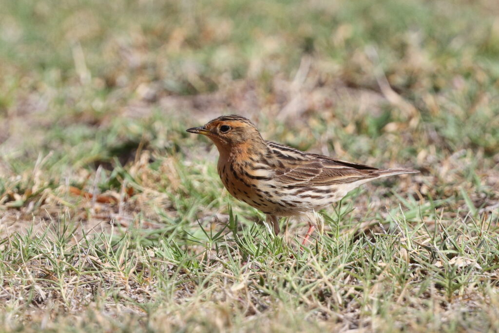Red-throated Pipit. Qatar, 05 May 2014 © Neil G. Morris.