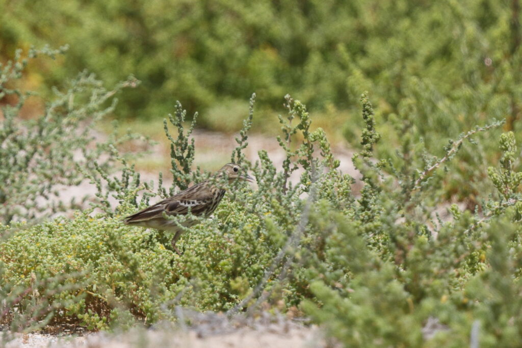 Red-throated Pipit. Qatar, 15 May 2014 © Neil G. Morris.