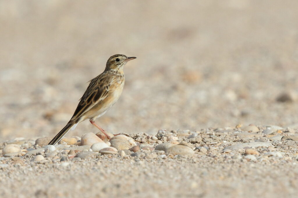 Richard's Pipit. Qatar, 06 March 2014 © Neil G. Morris.