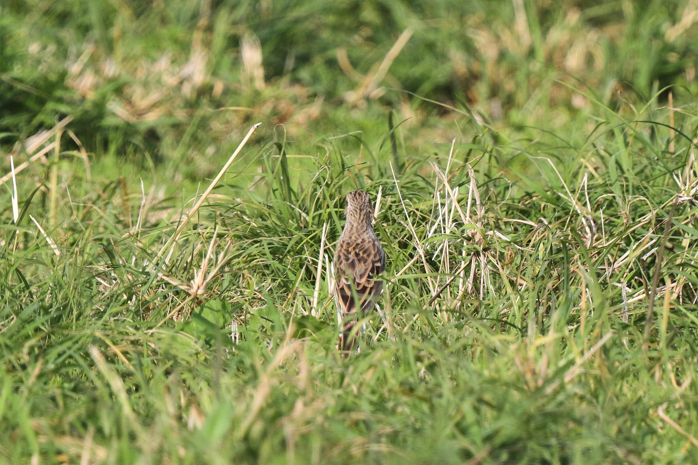 Richard's Pipit. Qatar, 06 March 2014 © Neil G. Morris.