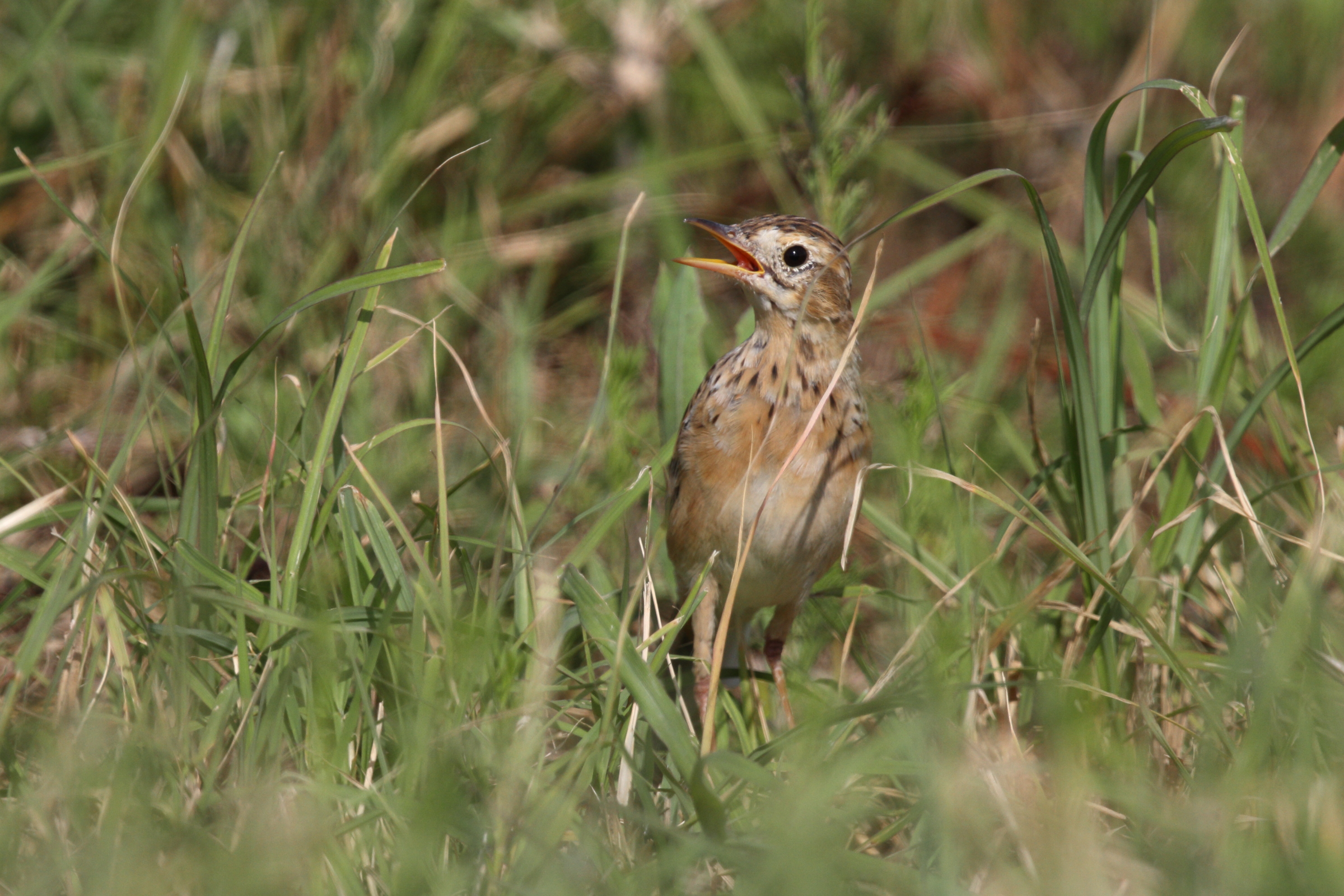 Richard's Pipit. Qatar, 29 March 2014 © Neil G. Morris.
