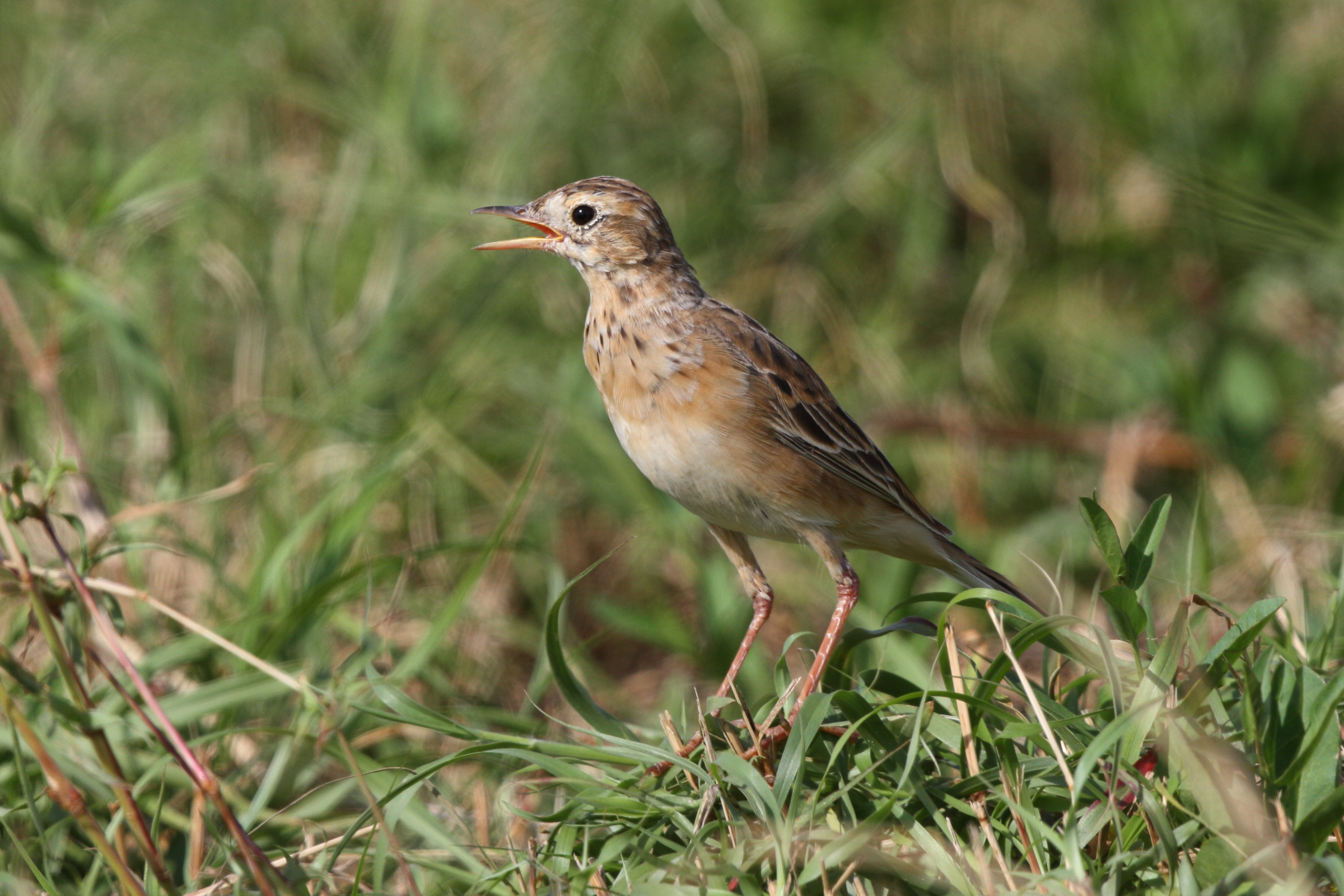 Richard's Pipit. Qatar, 29 March 2014 © Neil G. Morris.