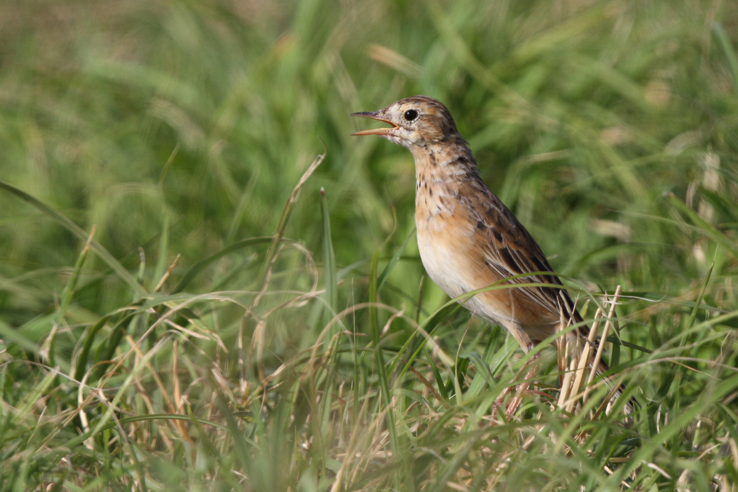 Richard's Pipit. Qatar, 29 March 2014 © Neil G. Morris.