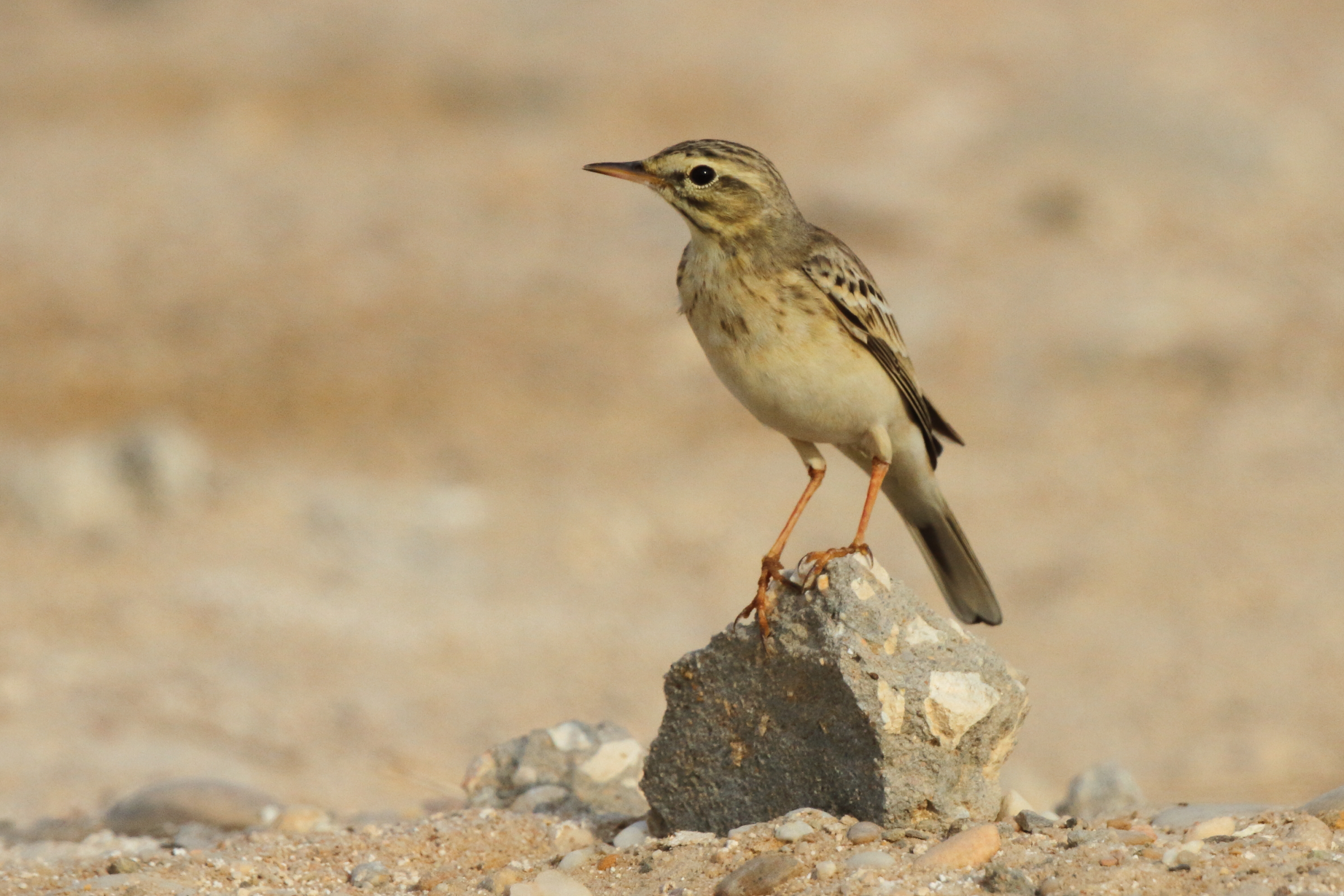 Tawny Pipit. Qatar, 21 October 2012 © Neil G. Morris.