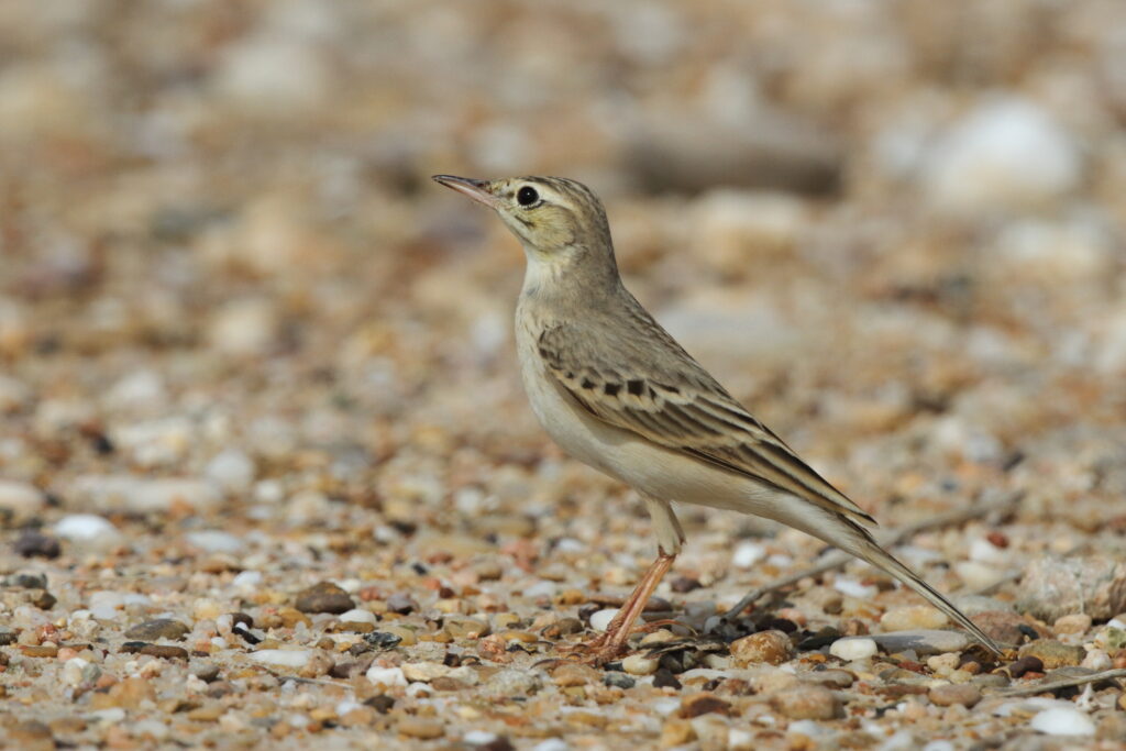 Tawny Pipit. Qatar, 21 October 2012 © Neil G. Morris.
