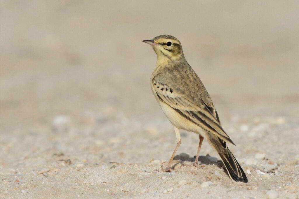 Tawny Pipit. Qatar, 03 March 2013 © Neil G. Morris.