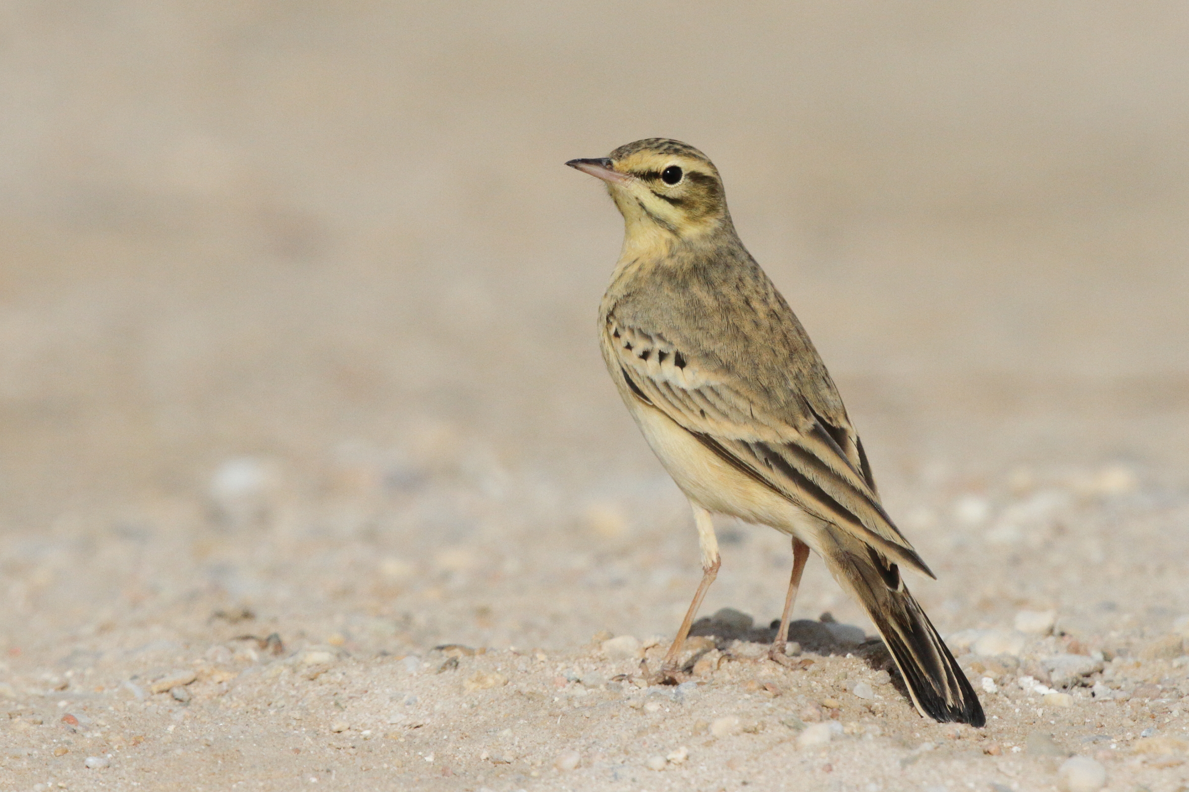 Tawny Pipit. Qatar, 03 March 2013 © Neil G. Morris.