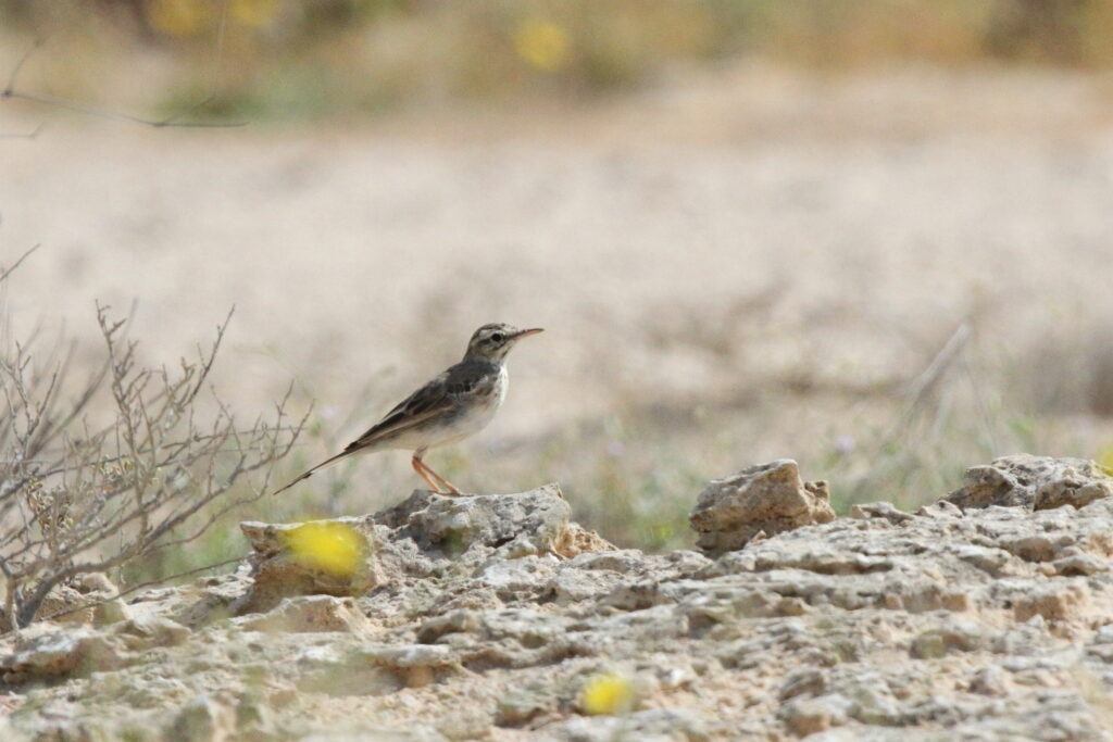 Tawny Pipit. Qatar, 03 March 2013 © Neil G. Morris.