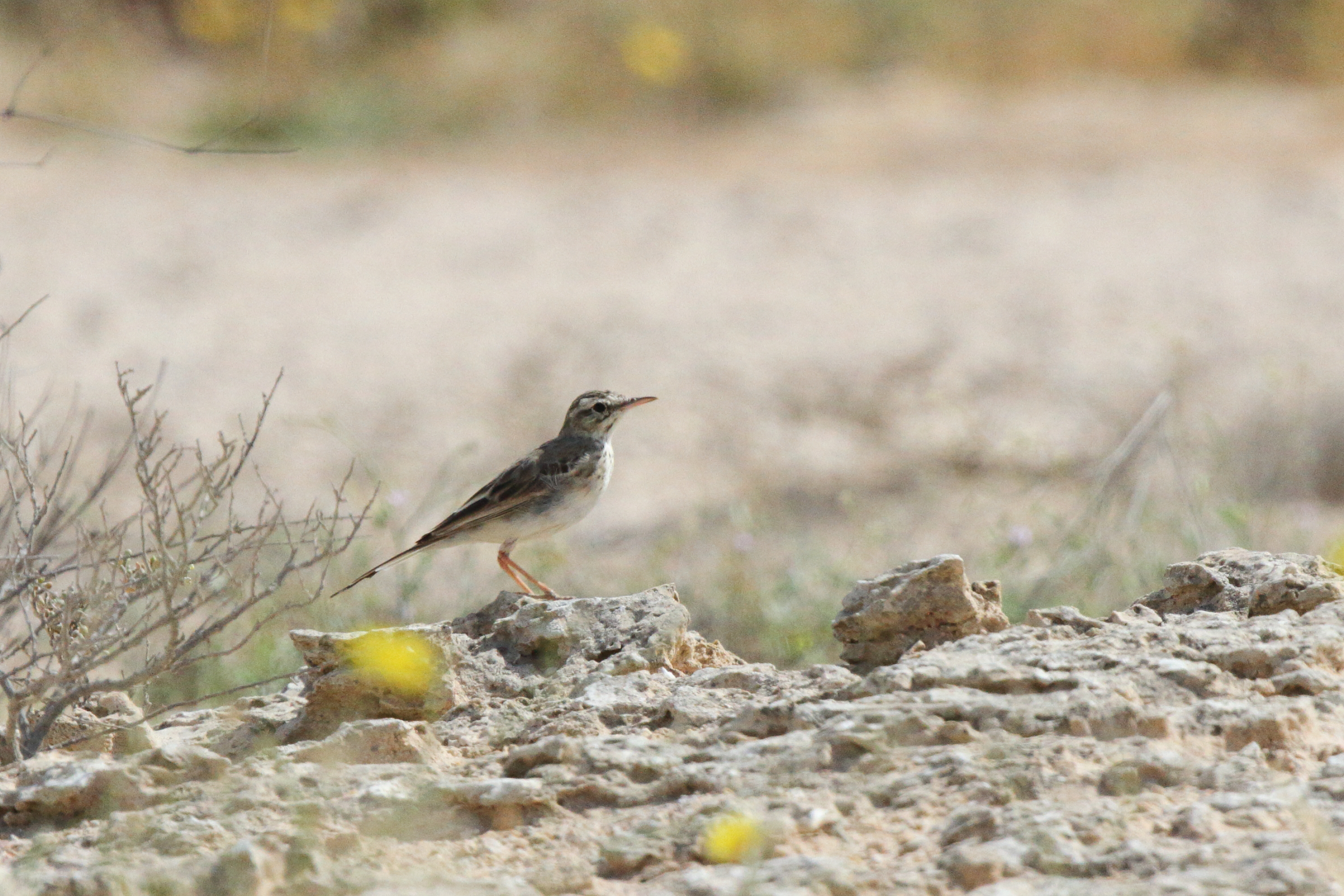 Tawny Pipit. Qatar, 03 March 2013 © Neil G. Morris.