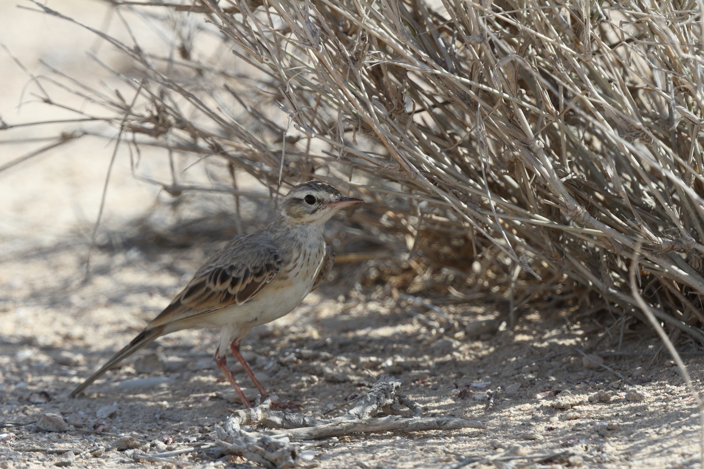 Tawny Pipit. Qatar, 04 March 2013 © Neil G. Morris.