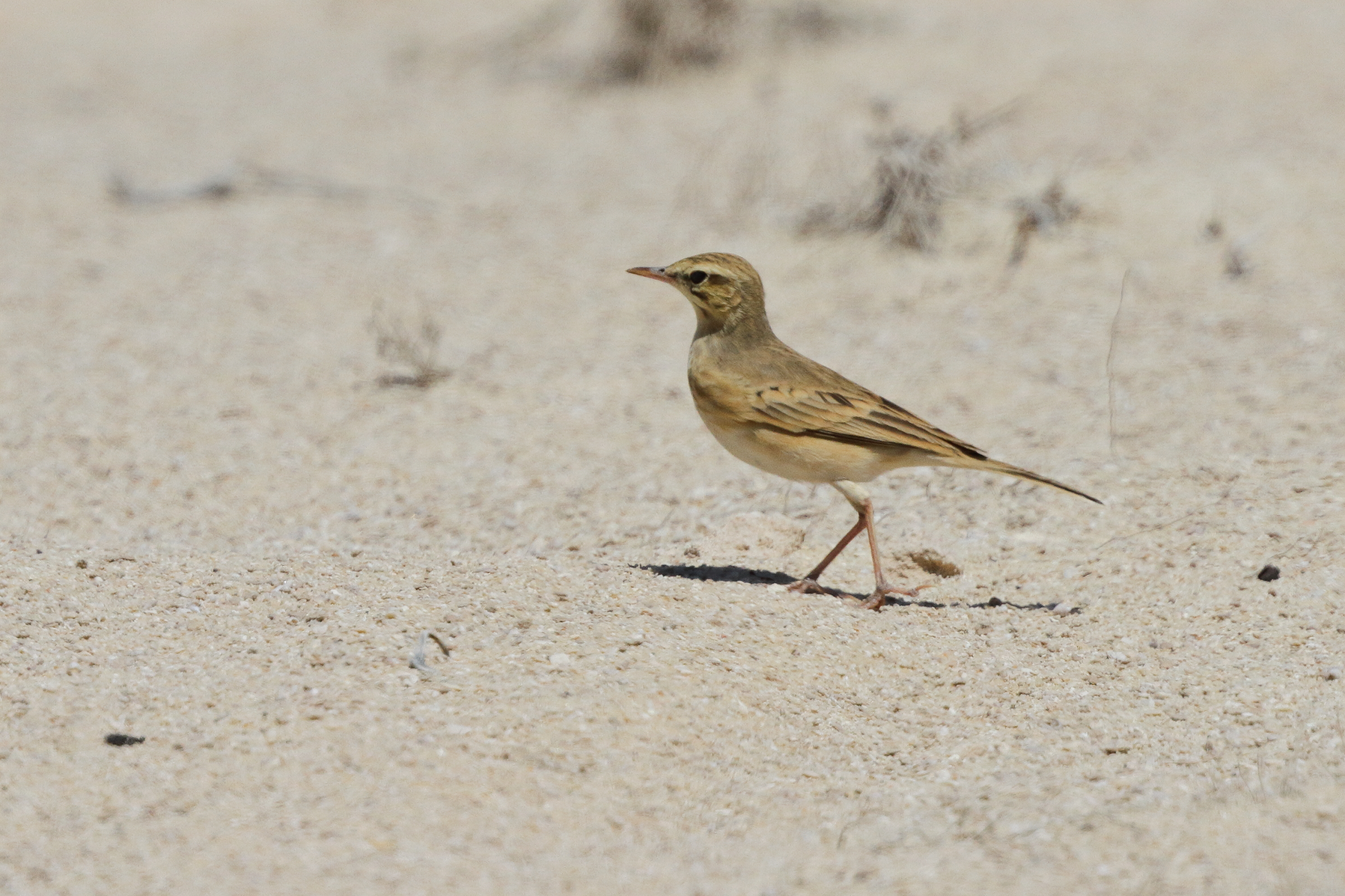 Tawny Pipit. Qatar, 27 March 2013 © Neil G. Morris.
