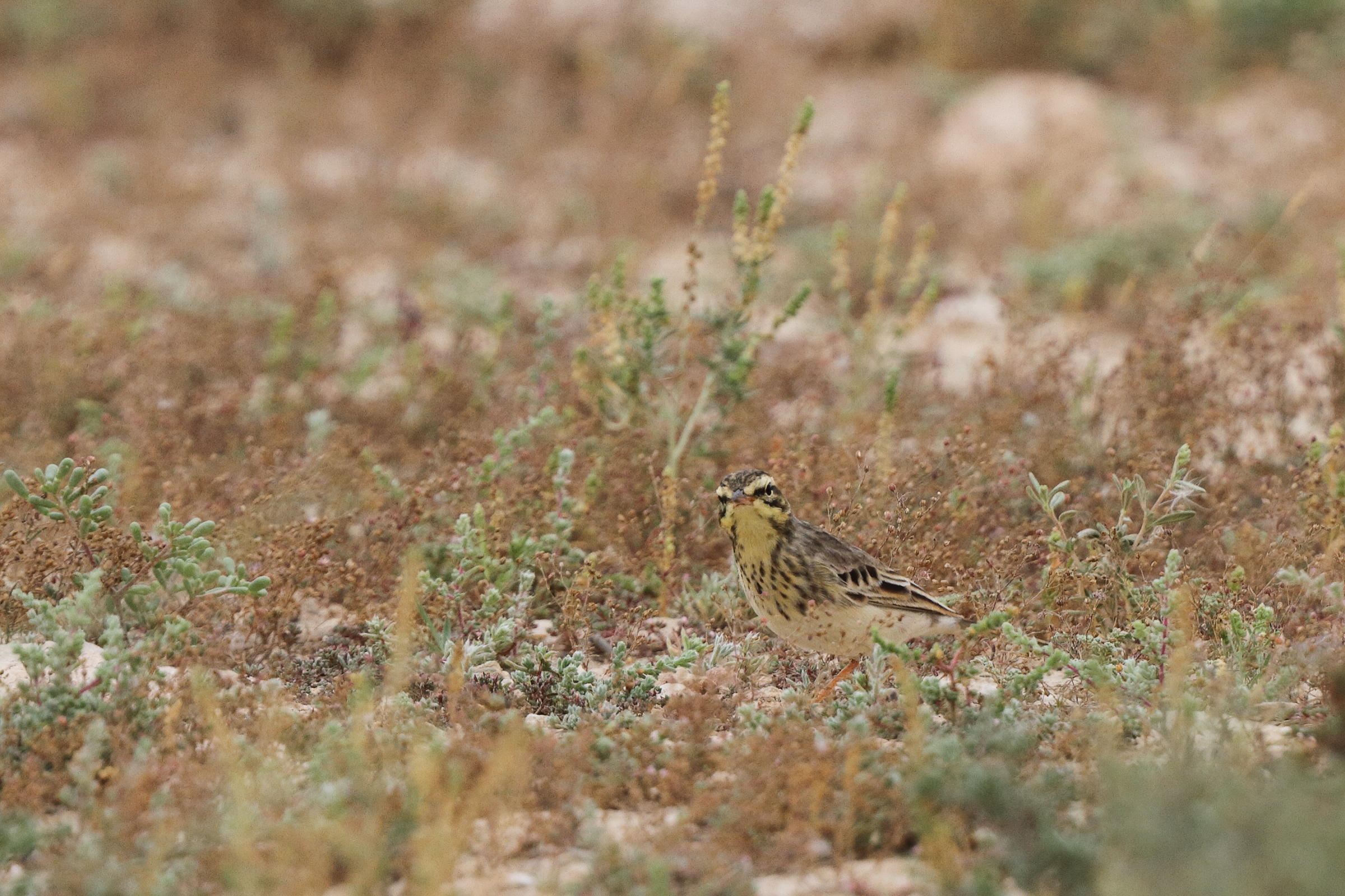 Tawny Pipit. Qatar, 22 March 2014 © Neil G. Morris.
