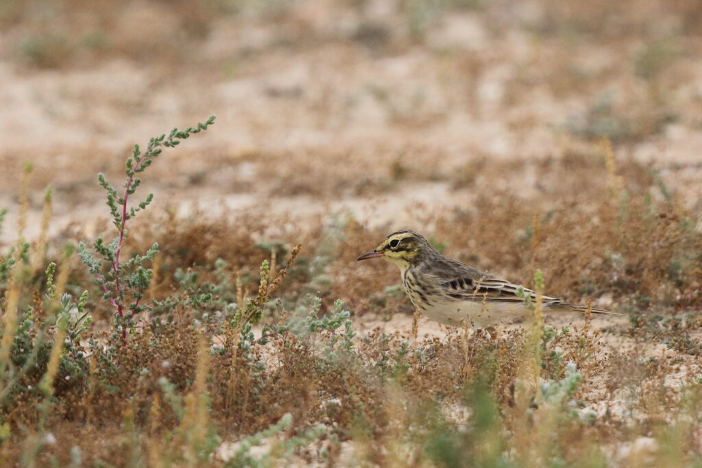 Tawny Pipit. Qatar, 22 March 2014 © Neil G. Morris.