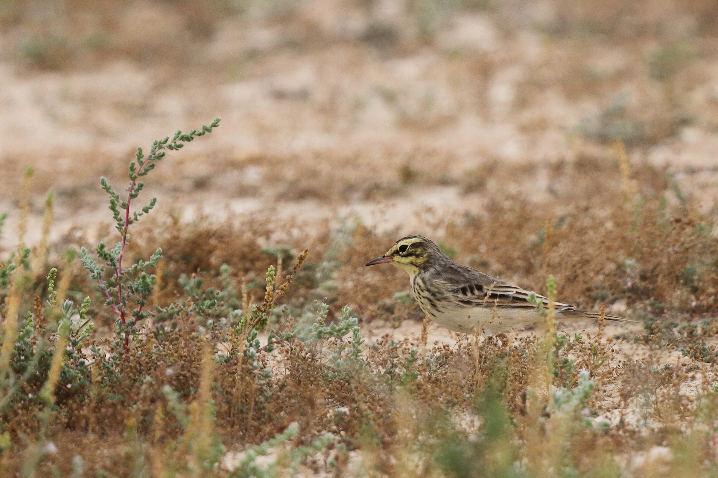 Tawny Pipit. Qatar, 22 March 2014 © Neil G. Morris.