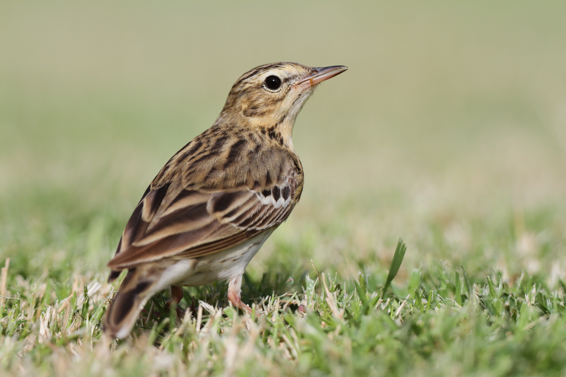 Tree Pipit. Qatar, 02 April 2013 © Neil G. Morris.