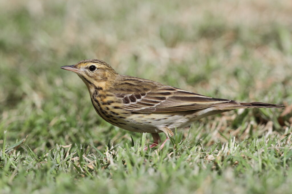 Tree Pipit. Qatar, 02 April 2013 © Neil G. Morris.