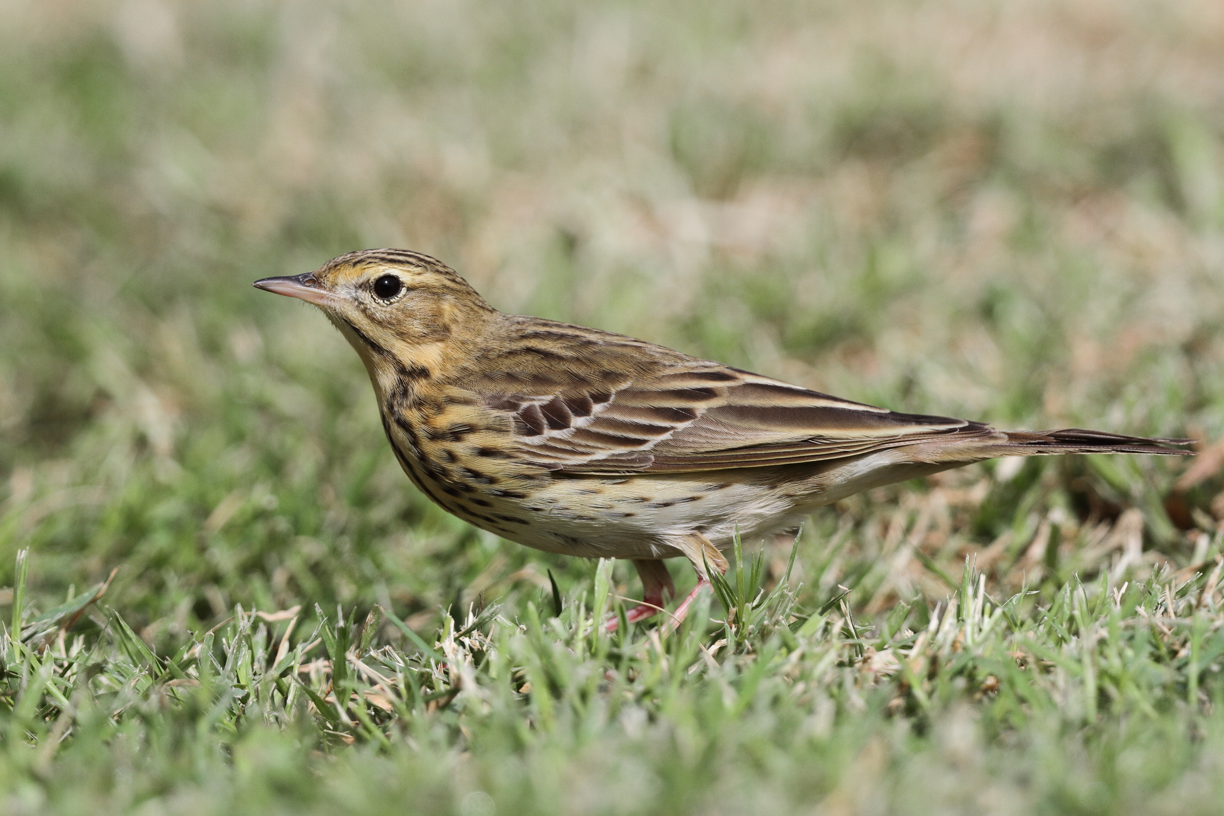 Tree Pipit. Qatar, 02 April 2013 © Neil G. Morris.