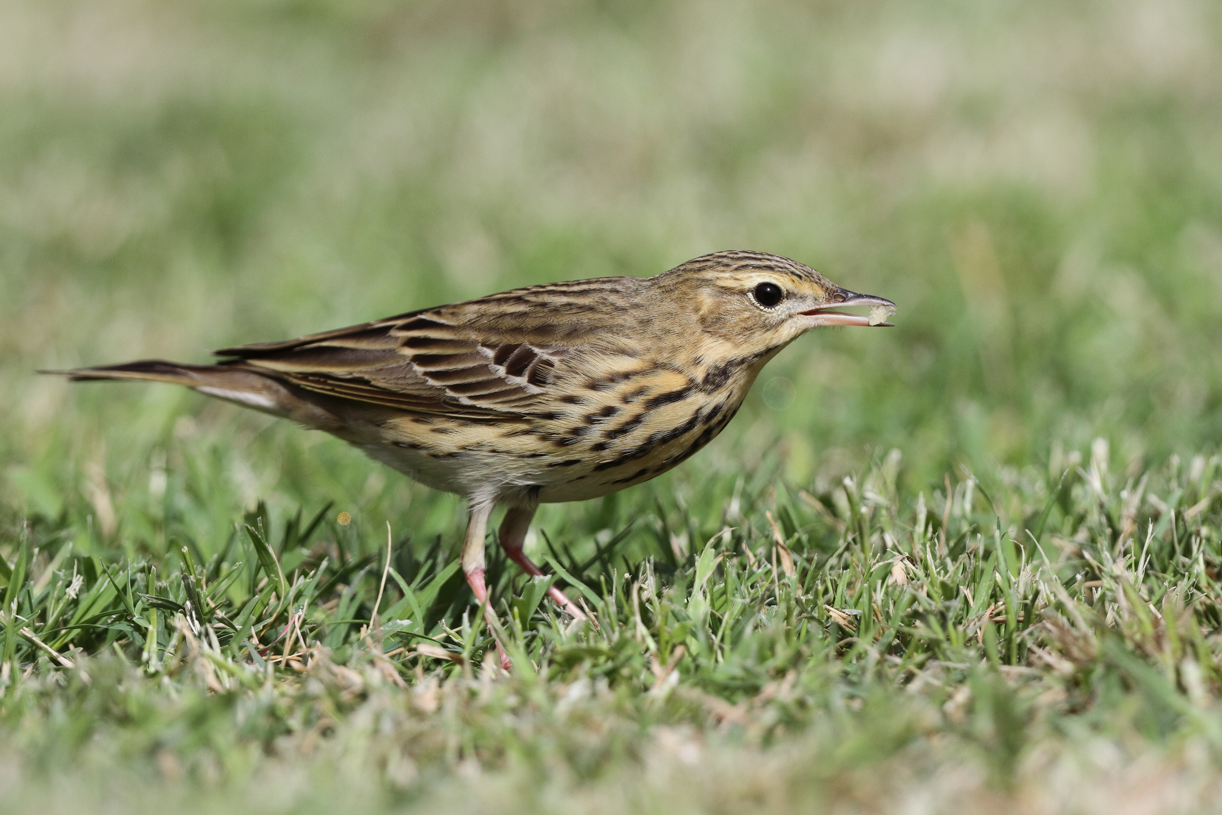 Tree Pipit. Qatar, 02 April 2013 © Neil G. Morris.