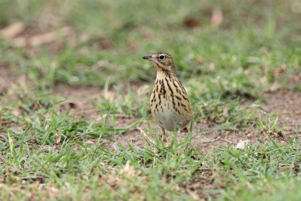 Tree Pipit. Qatar, 14 April 2013 © Neil G. Morris.