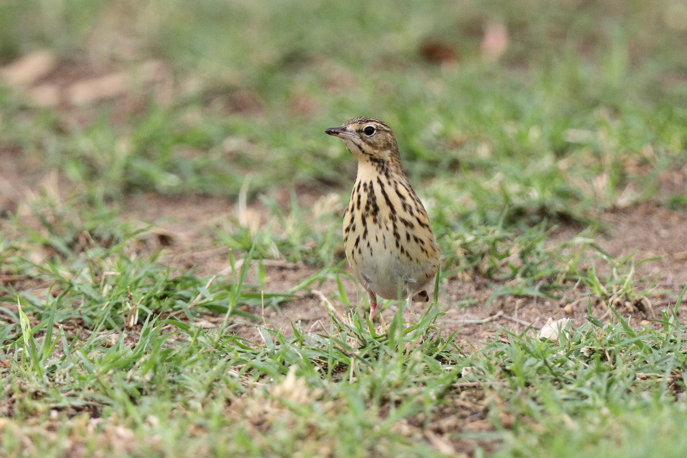 Tree Pipit. Qatar, 14 April 2013 © Neil G. Morris.