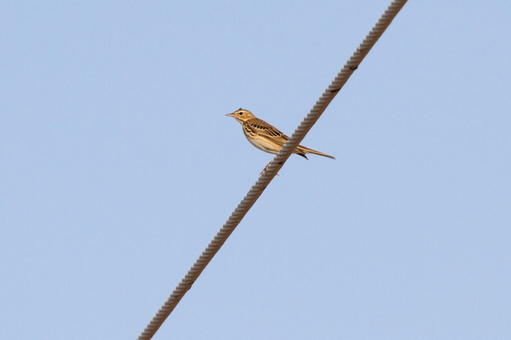 Tree Pipit. Qatar, 12 November 2013 © Neil G. Morris.