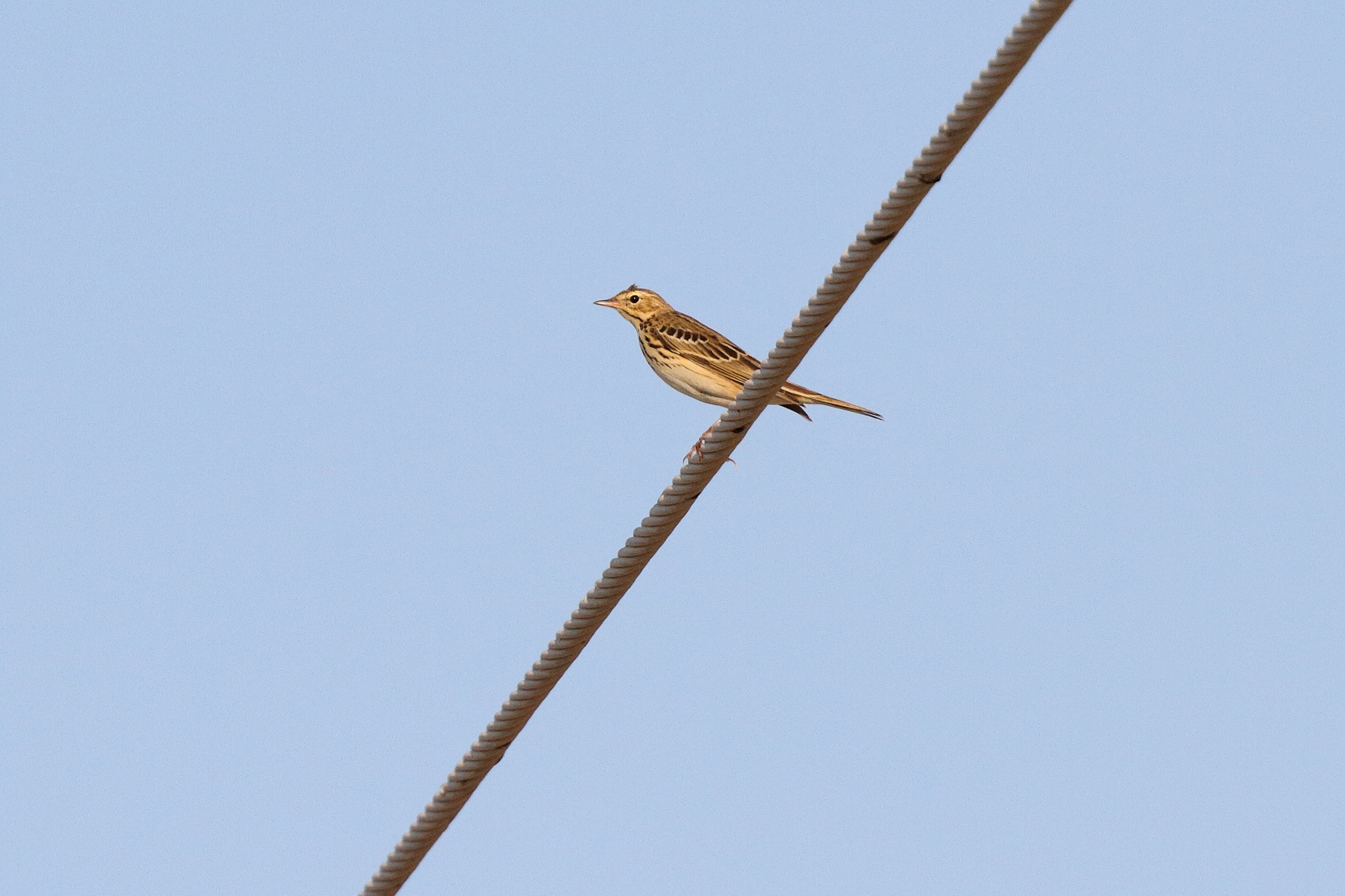 Tree Pipit. Qatar, 12 November 2013 © Neil G. Morris.