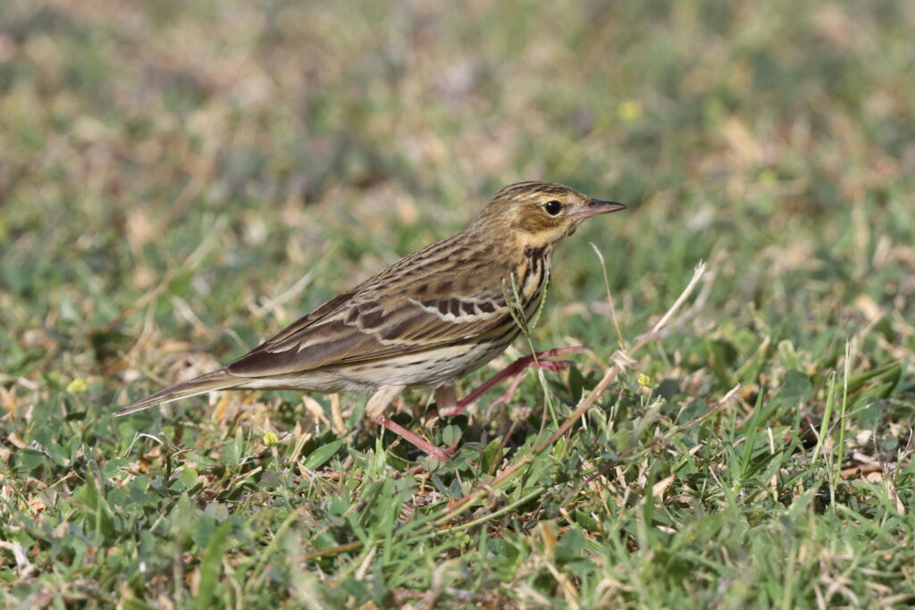 Tree Pipit. Qatar, 05 May 2014 © Neil G. Morris.