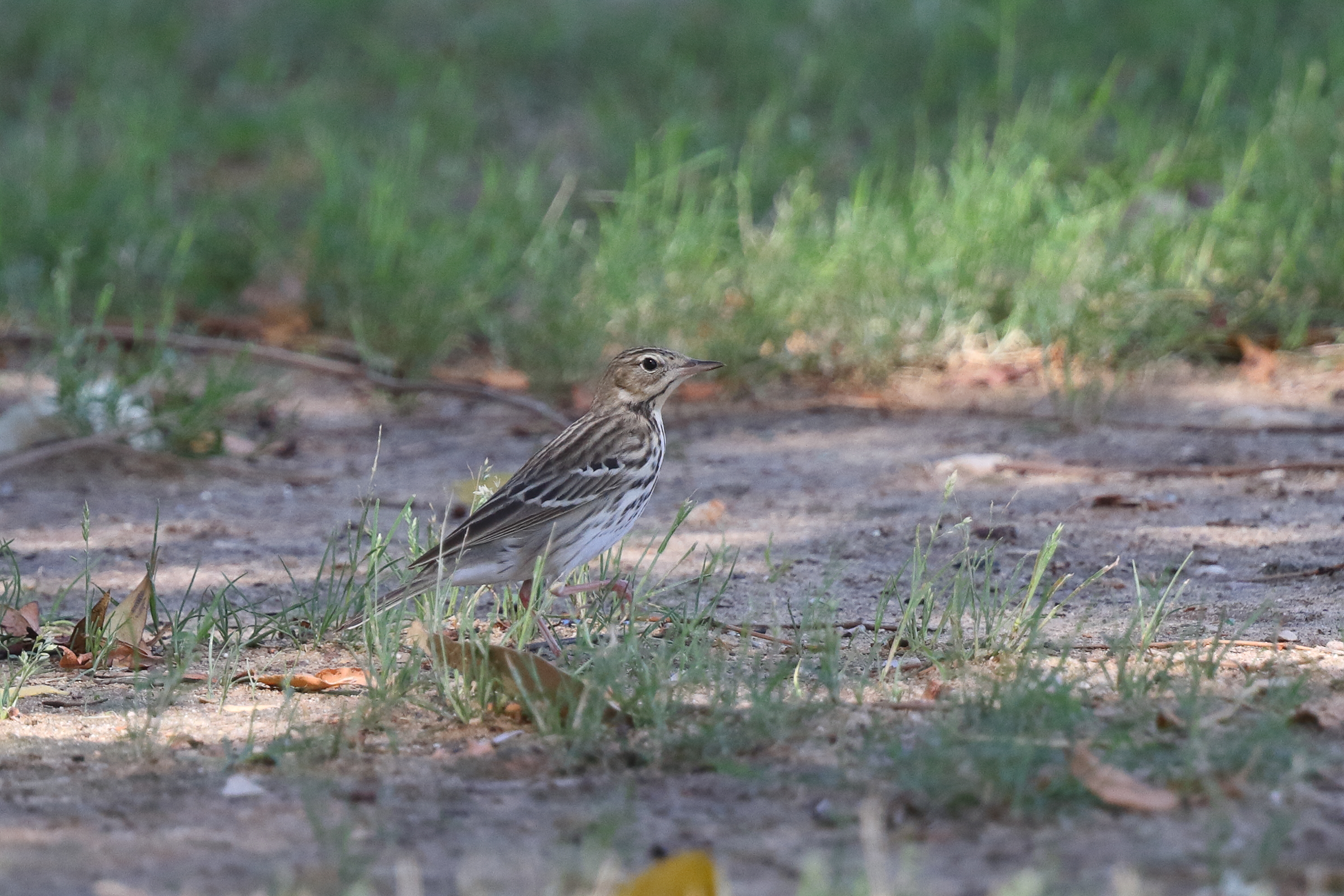 Tree Pipit. Qatar, 15 May 2014 © Neil G. Morris.