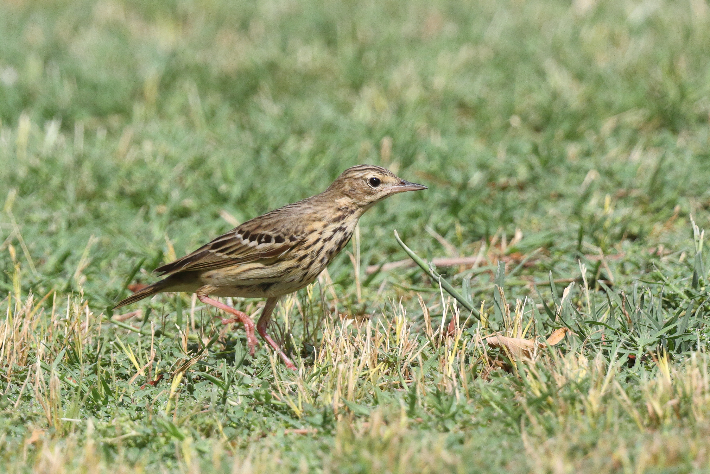 Tree Pipit. Qatar, 21 May 2014 © Neil G. Morris.