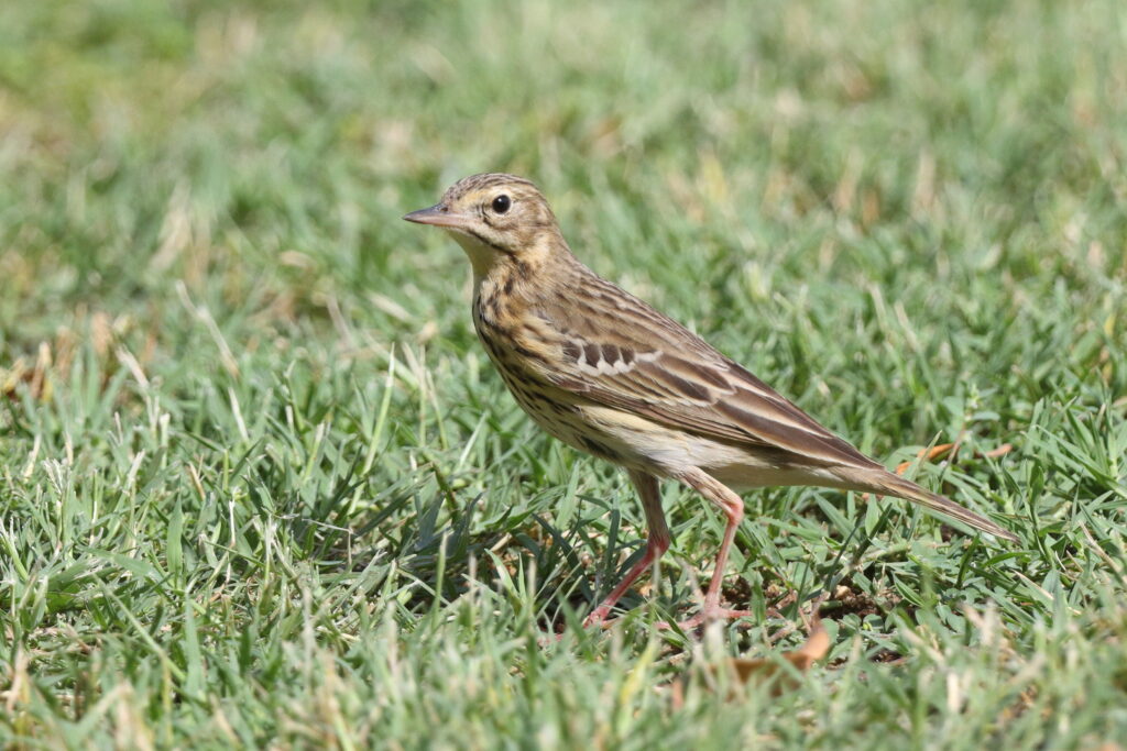 Tree Pipit. Qatar, 21 May 2014 © Neil G. Morris.