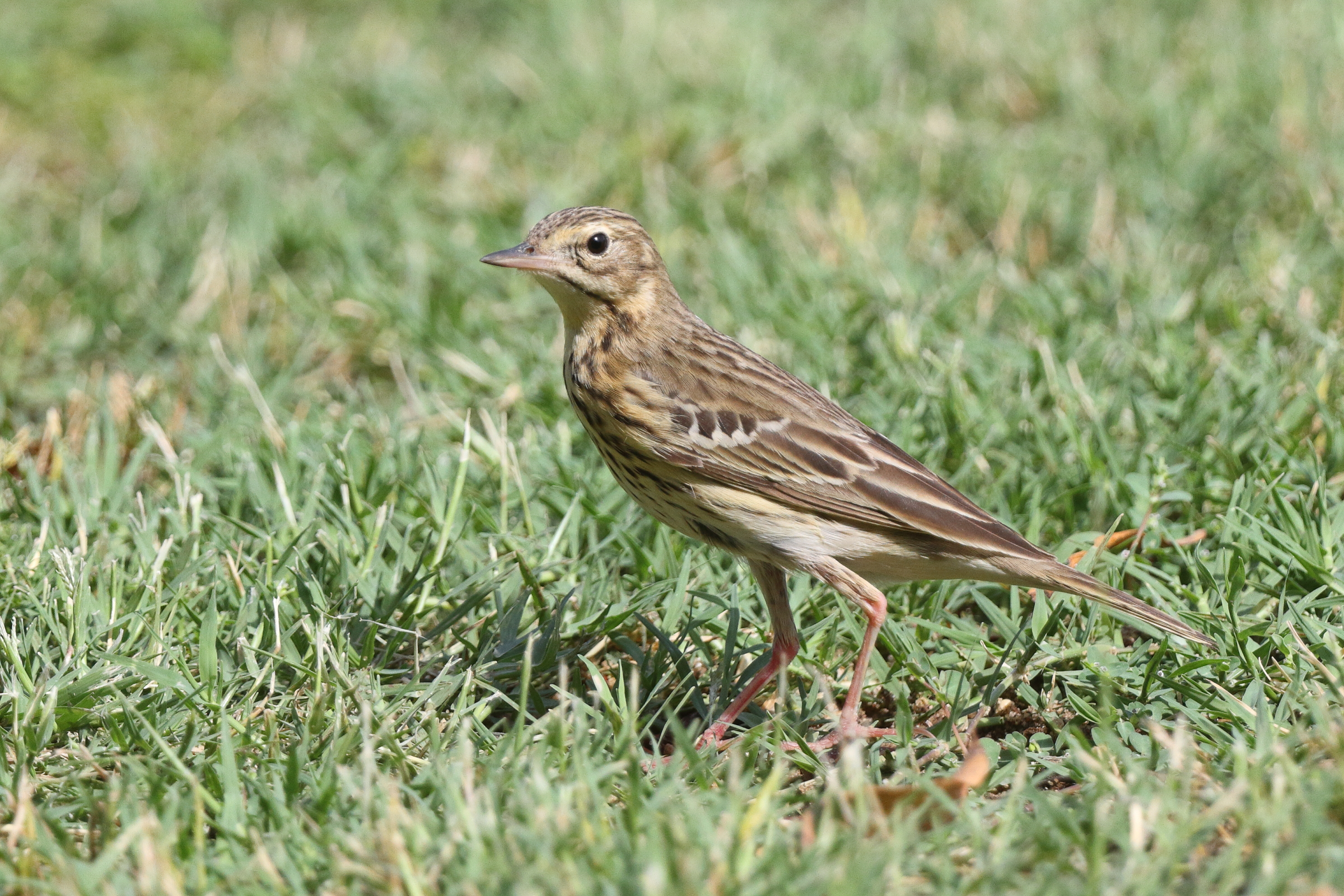 Tree Pipit. Qatar, 21 May 2014 © Neil G. Morris.
