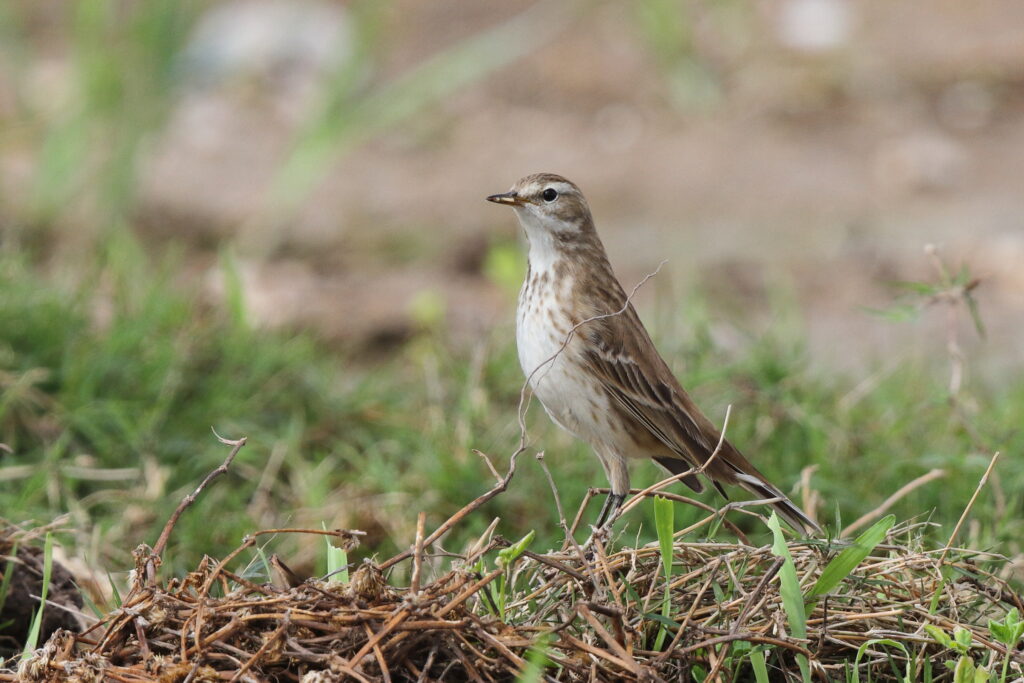 Water Pipit. Qatar, 14 November 2013 © Neil G. Morris.