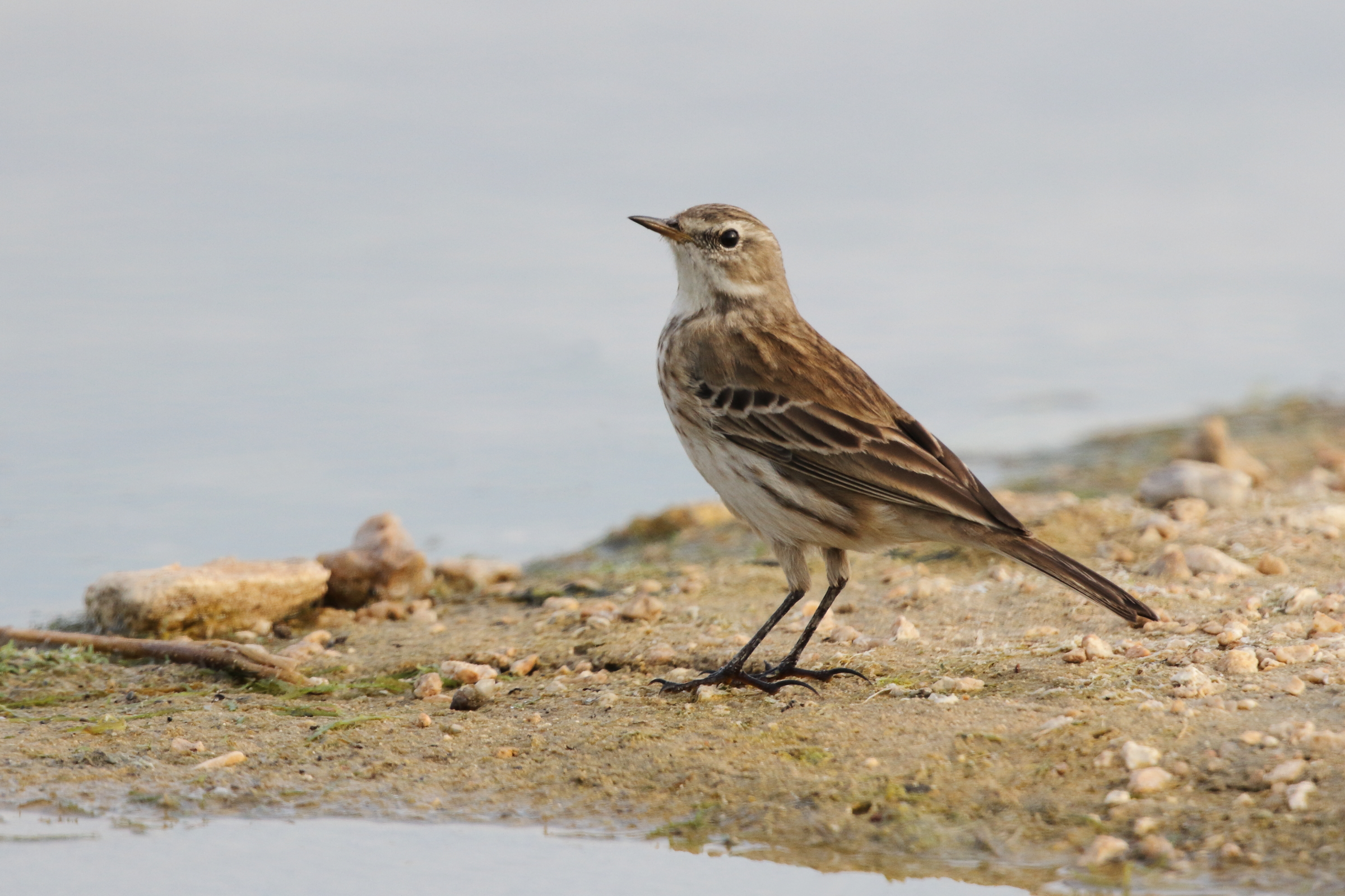 Water Pipit. Qatar, 11 November 2012 © Neil G. Morris.