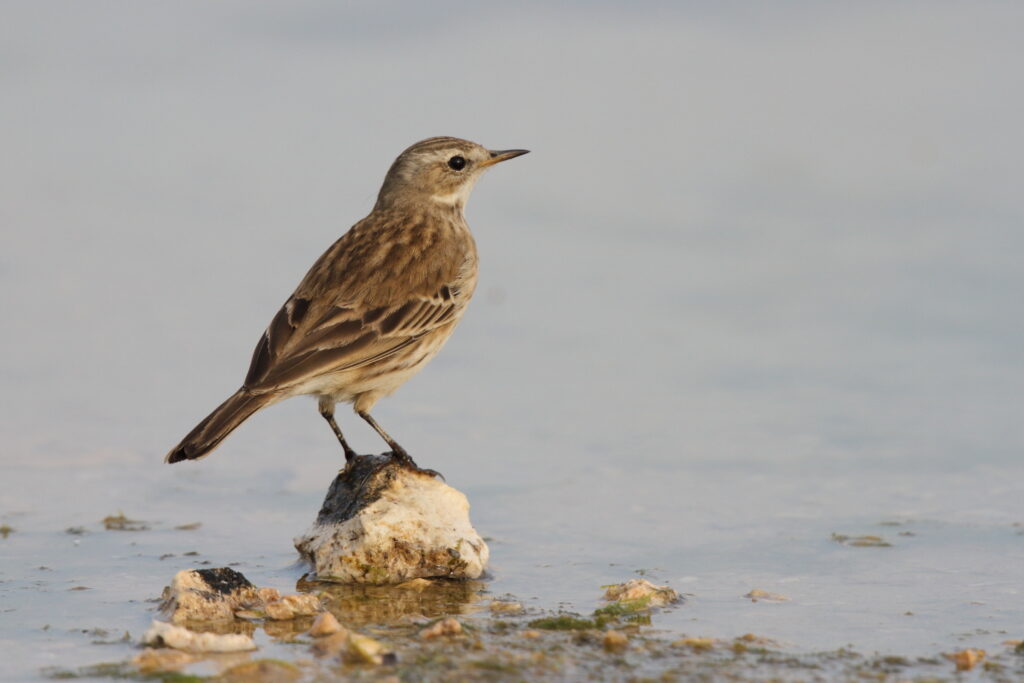 Water Pipit. Qatar, 11 November 2012 © Neil G. Morris.