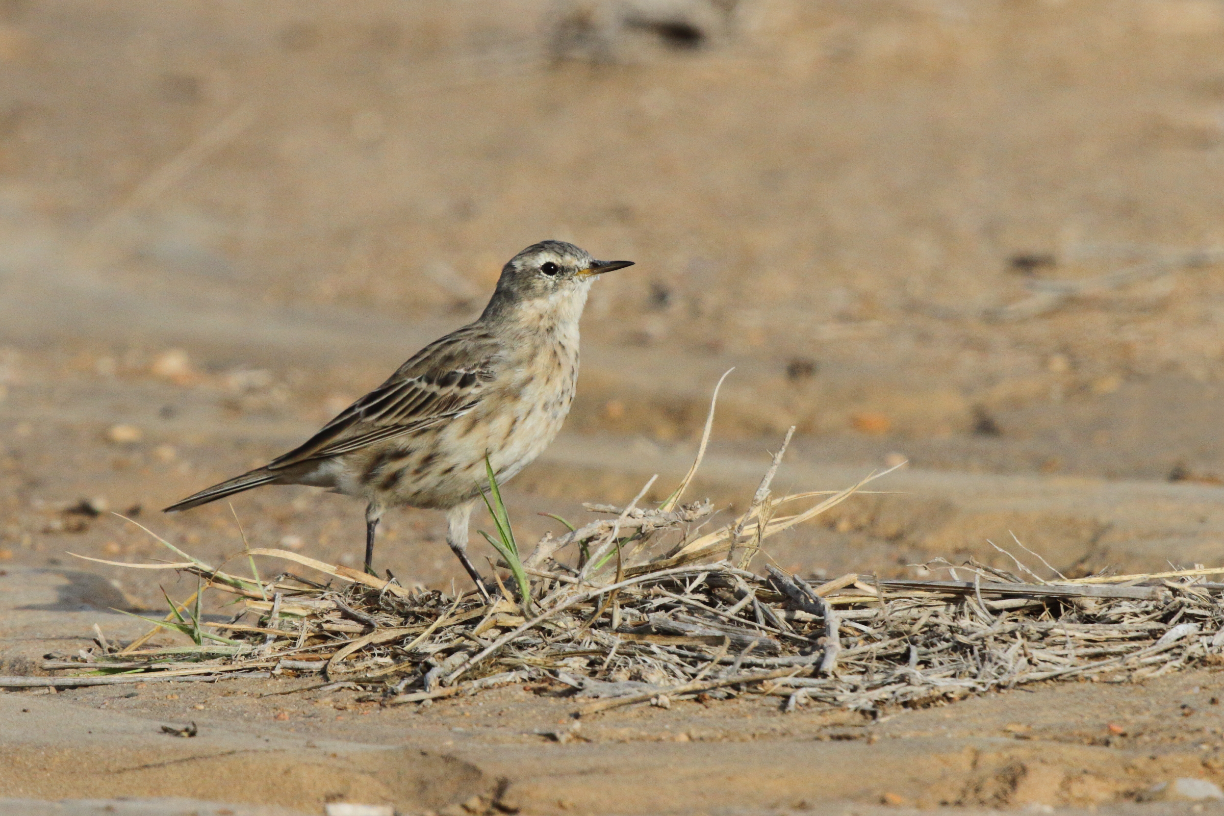 Water Pipit. Qatar, 03 March 2013 © Neil G. Morris.