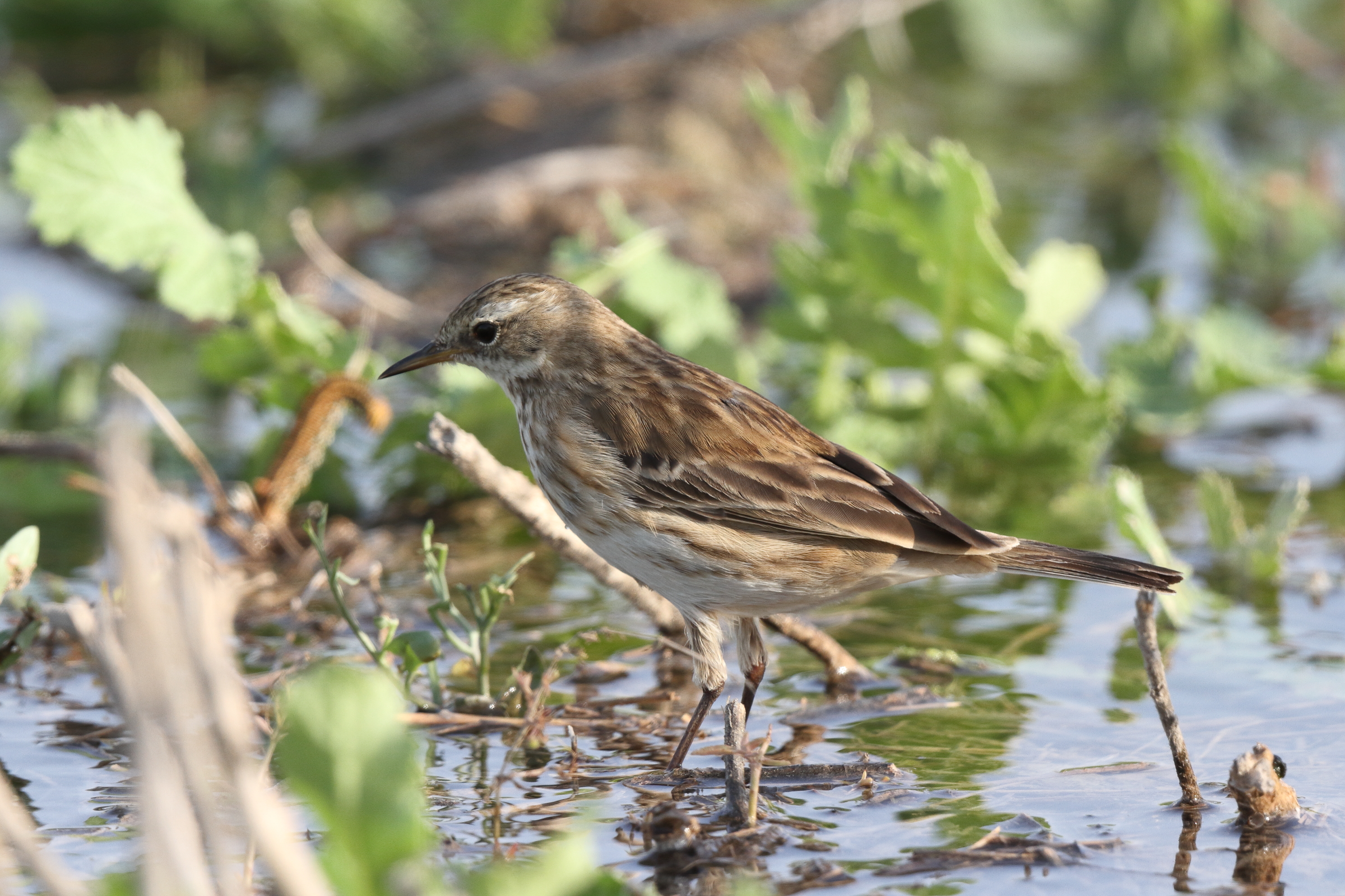 Water Pipit. Qatar, 12 November 2013 © Neil G. Morris.