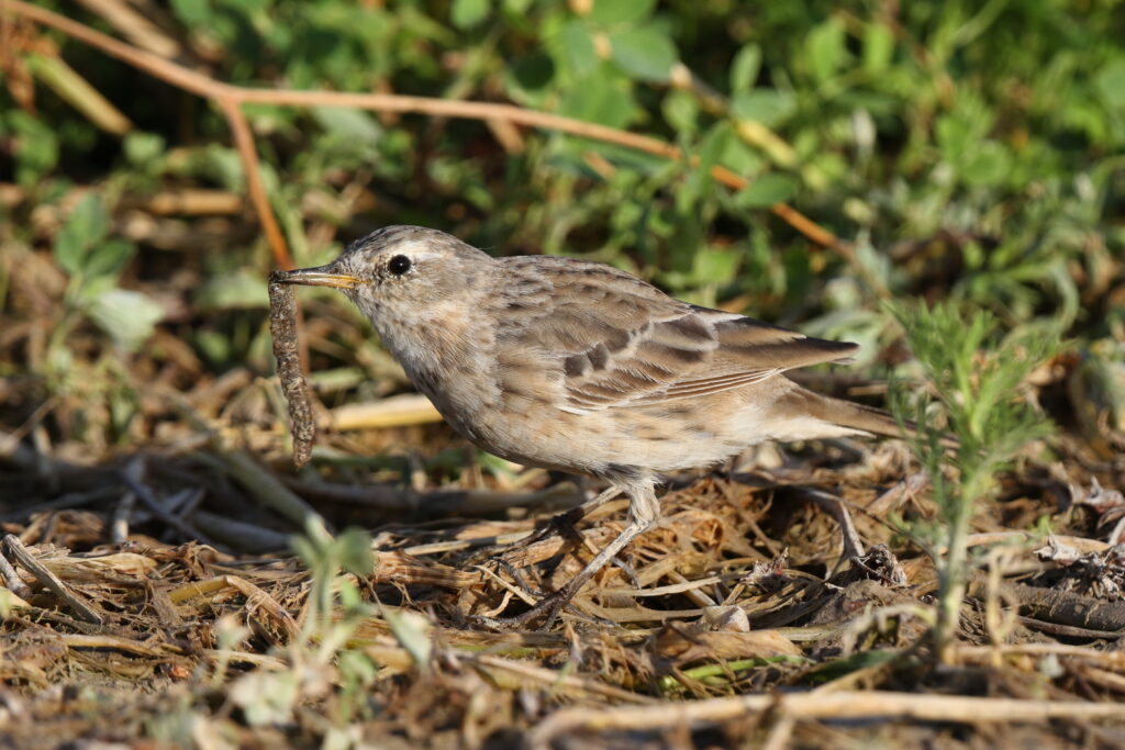 Water Pipit. Qatar, 03 March 2014 © Neil G. Morris.
