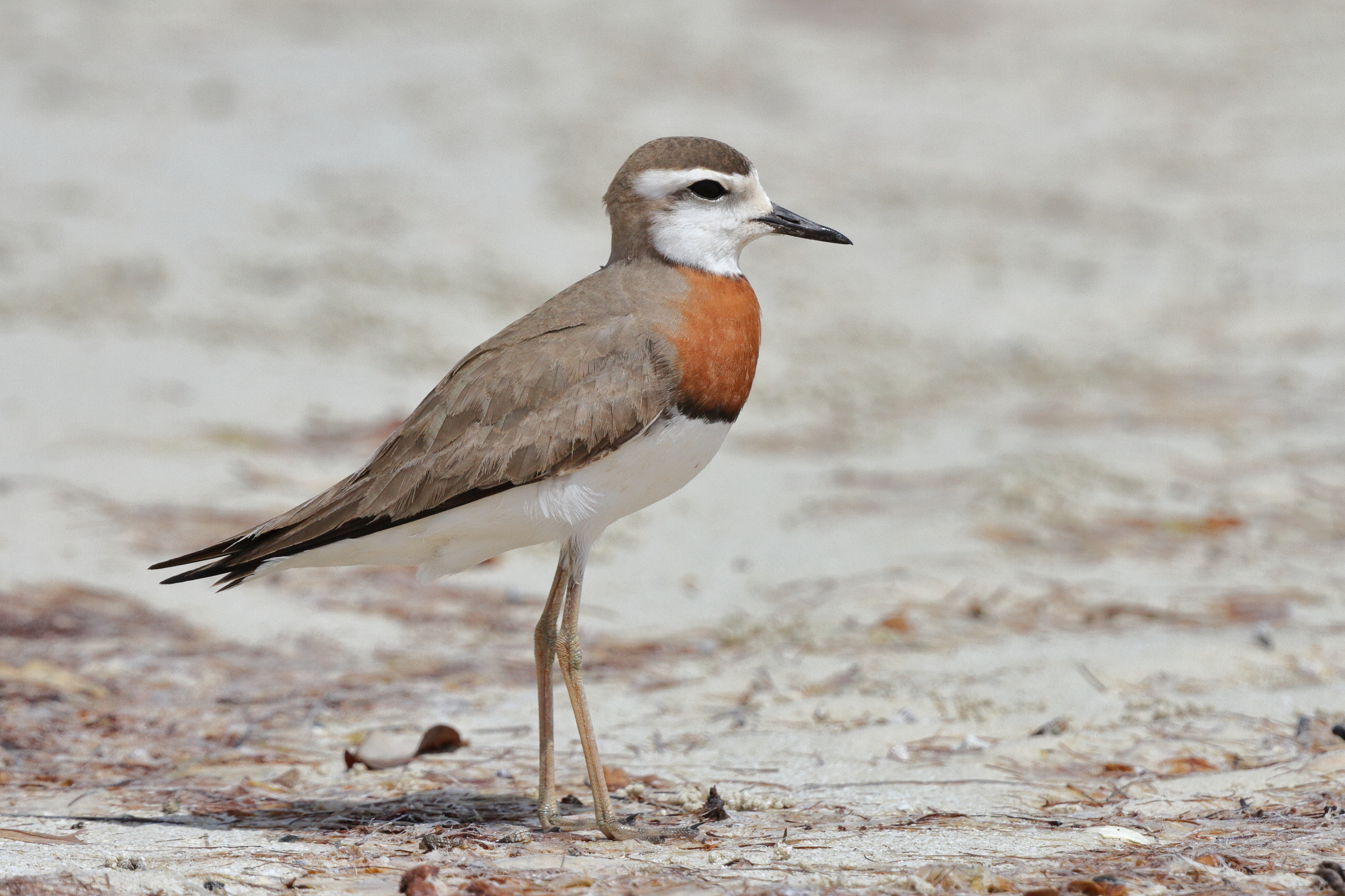 Caspian Plover. Qatar, 02 April 2013 © Neil G. Morris.