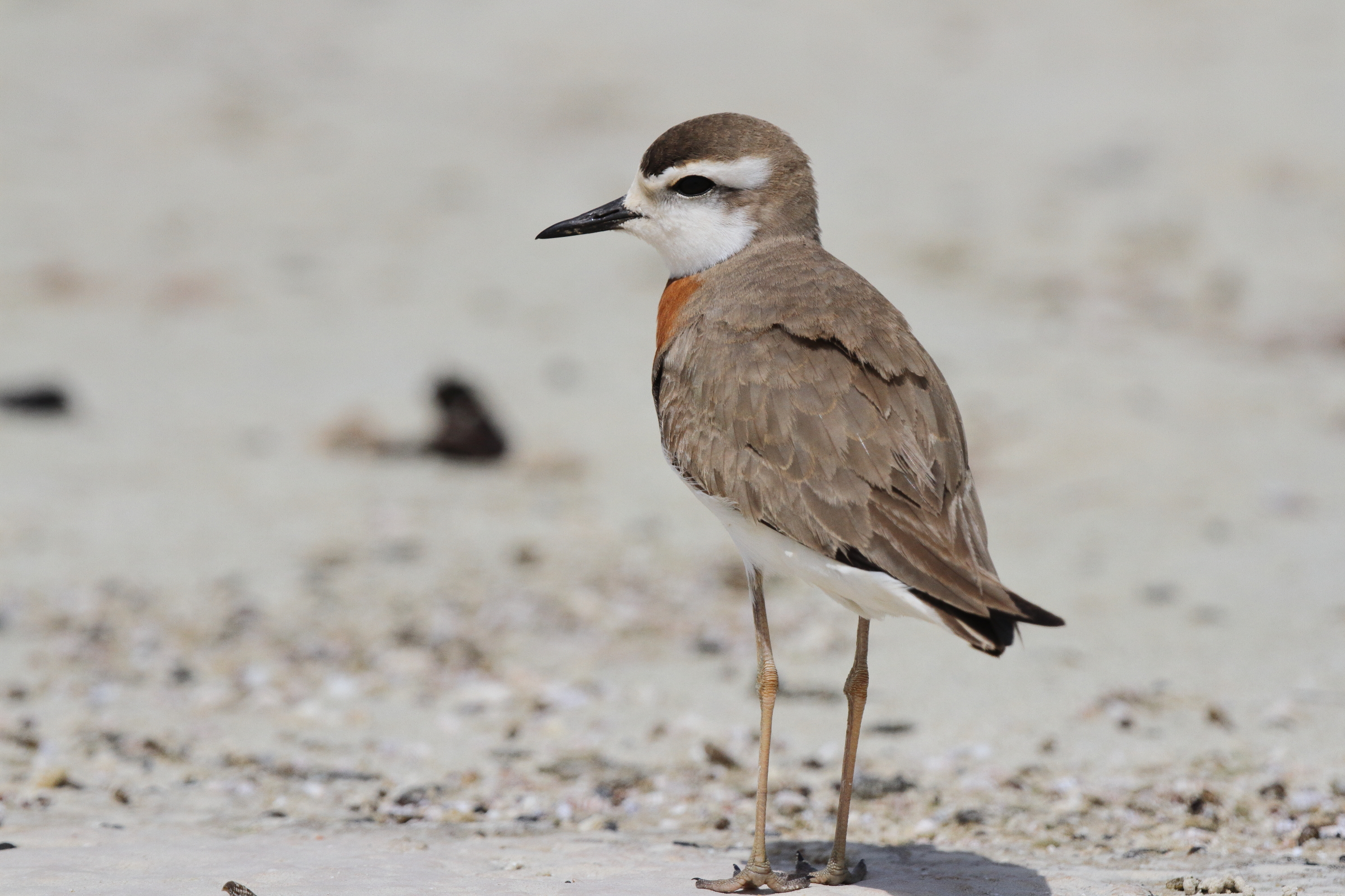 Caspian Plover. Qatar, 02 April 2013 © Neil G. Morris.