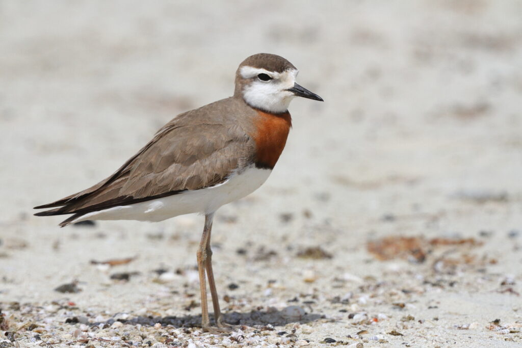 Caspian Plover. Qatar, 02 April 2013 © Neil G. Morris.