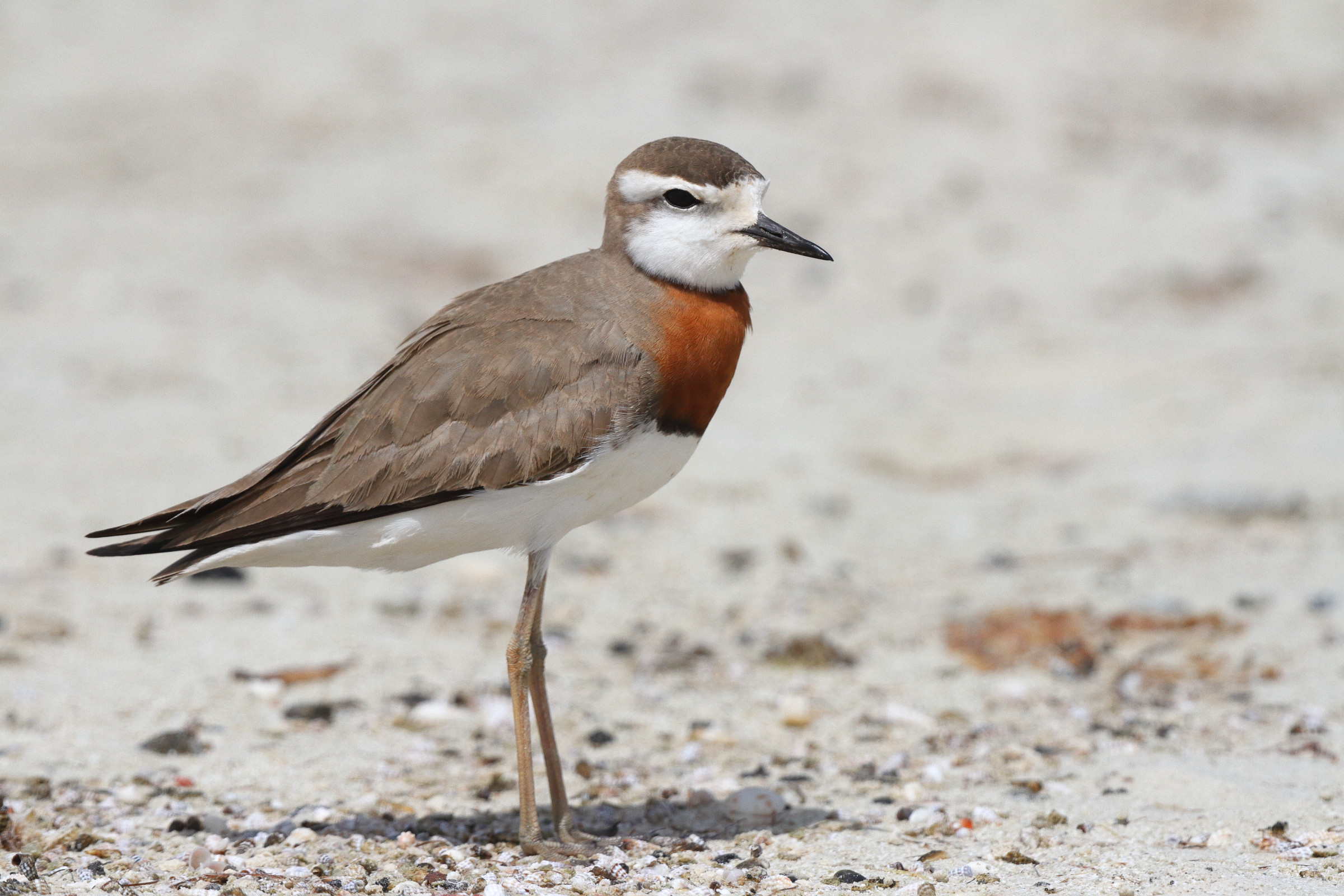 Caspian Plover. Qatar, 02 April 2013 © Neil G. Morris.
