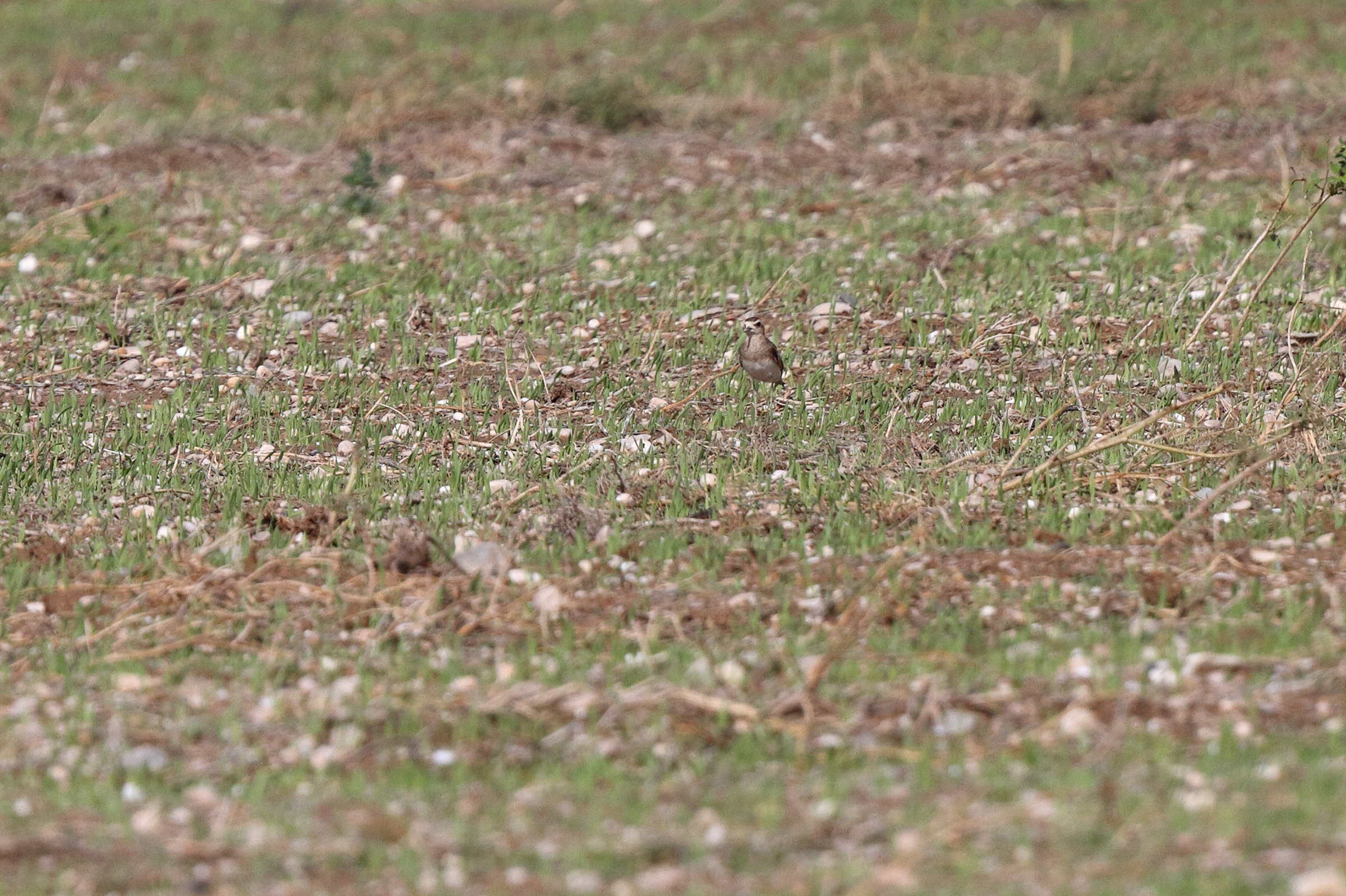 Caspian Plover. Qatar, 05 November 2013 © Neil G. Morris.
