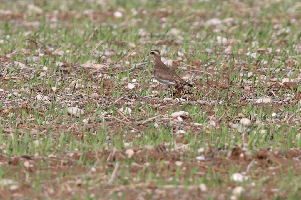 Caspian Plover. Qatar, 05 November 2013 © Neil G. Morris.