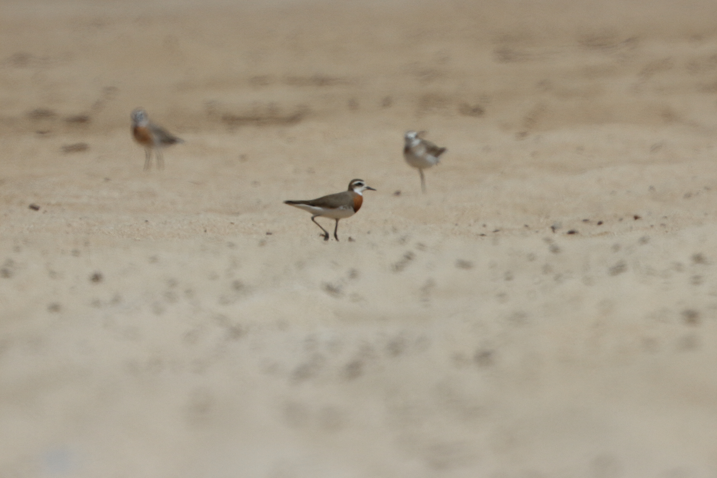 Caspian Plover. Qatar, 16 March 2014 © Neil G. Morris.