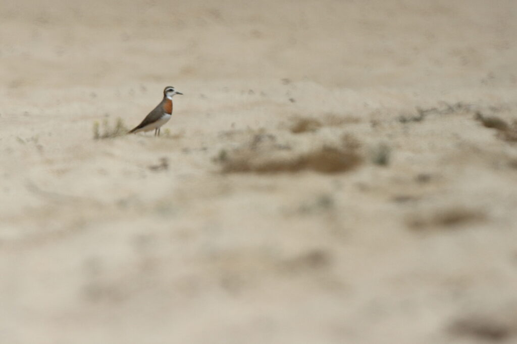 Caspian Plover. Qatar, 16 March 2014 © Neil G. Morris.